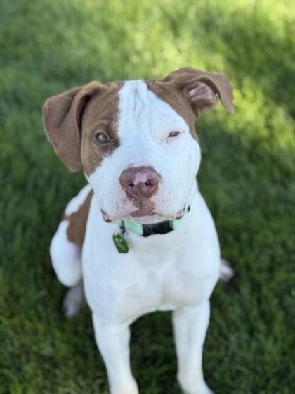 Jax, Adoptable, Adult Male Pit Bull Terrier.