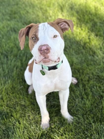 Enlarge Jax, a Adoptable Pit Bull Terrier in Hamilton, MT image 2/3