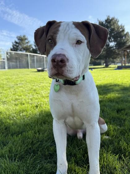 Enlarge Jax, a Adoptable Pit Bull Terrier in Hamilton, MT image 3/3