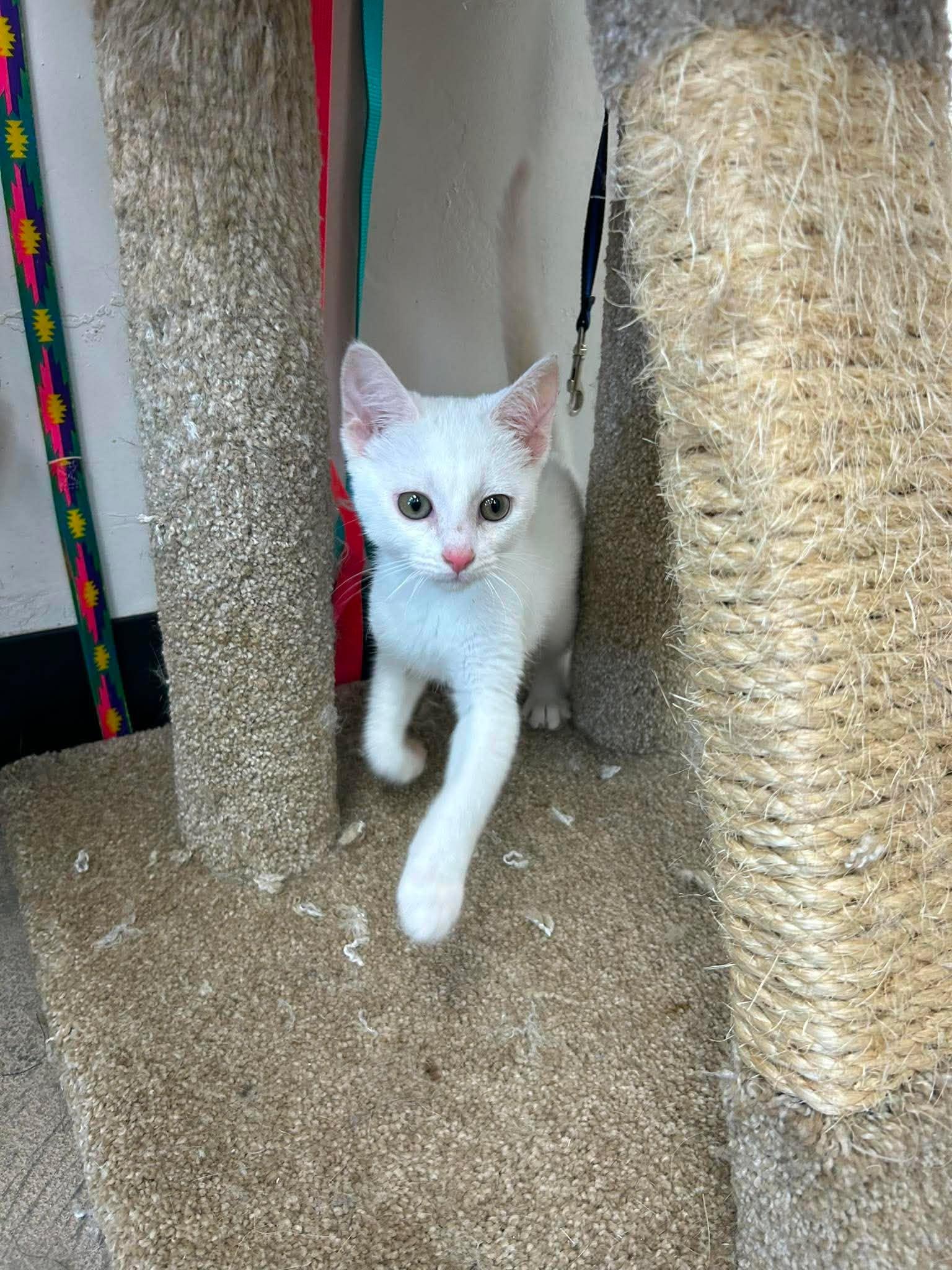 Tundra, a ADOPTABLE Domestic Short Hair in Roosevelt, UT image 1/4