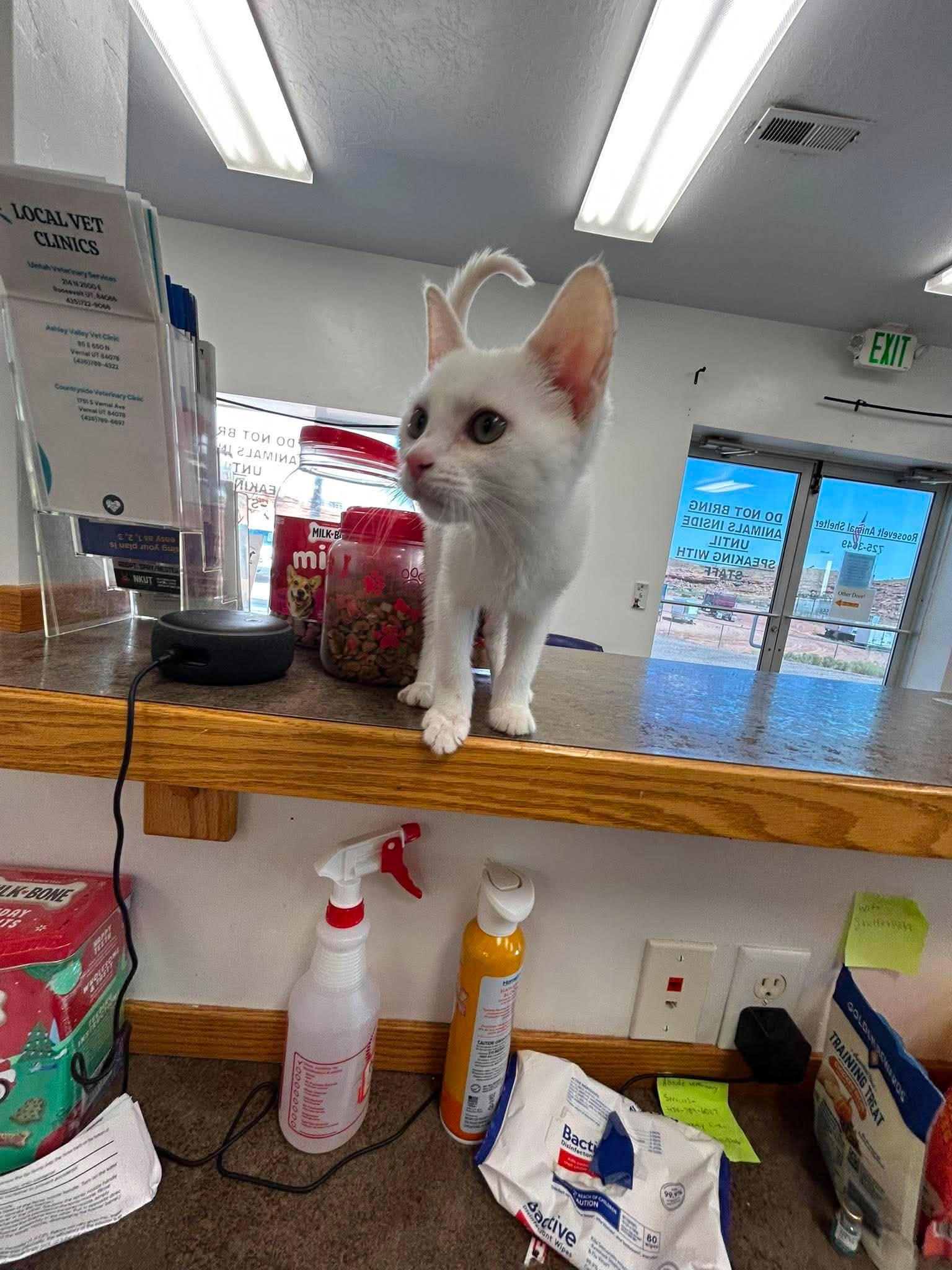 Tundra, a ADOPTABLE Domestic Short Hair in Roosevelt, UT image 3/4