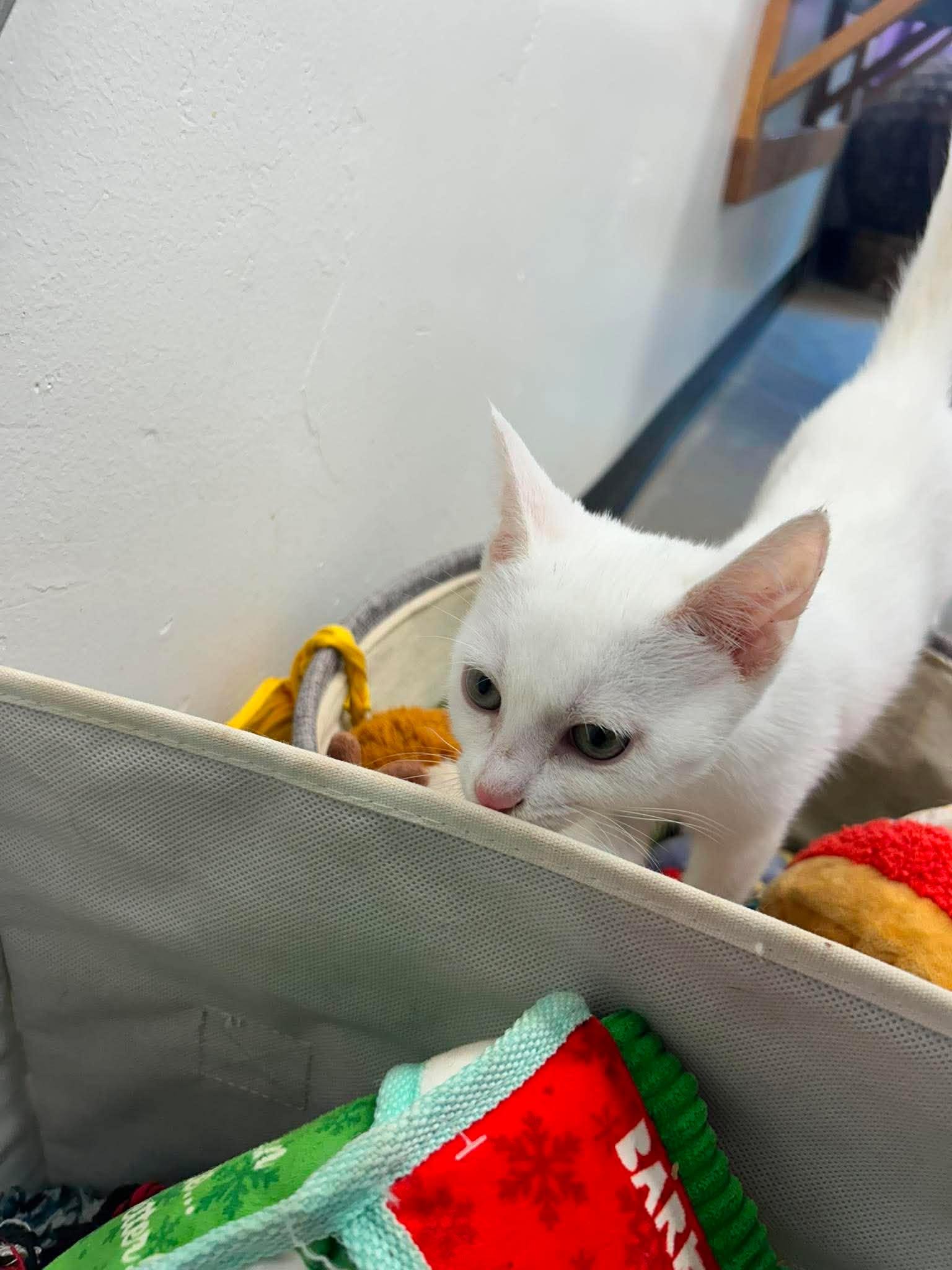 Tundra, a ADOPTABLE Domestic Short Hair in Roosevelt, UT image 4/4