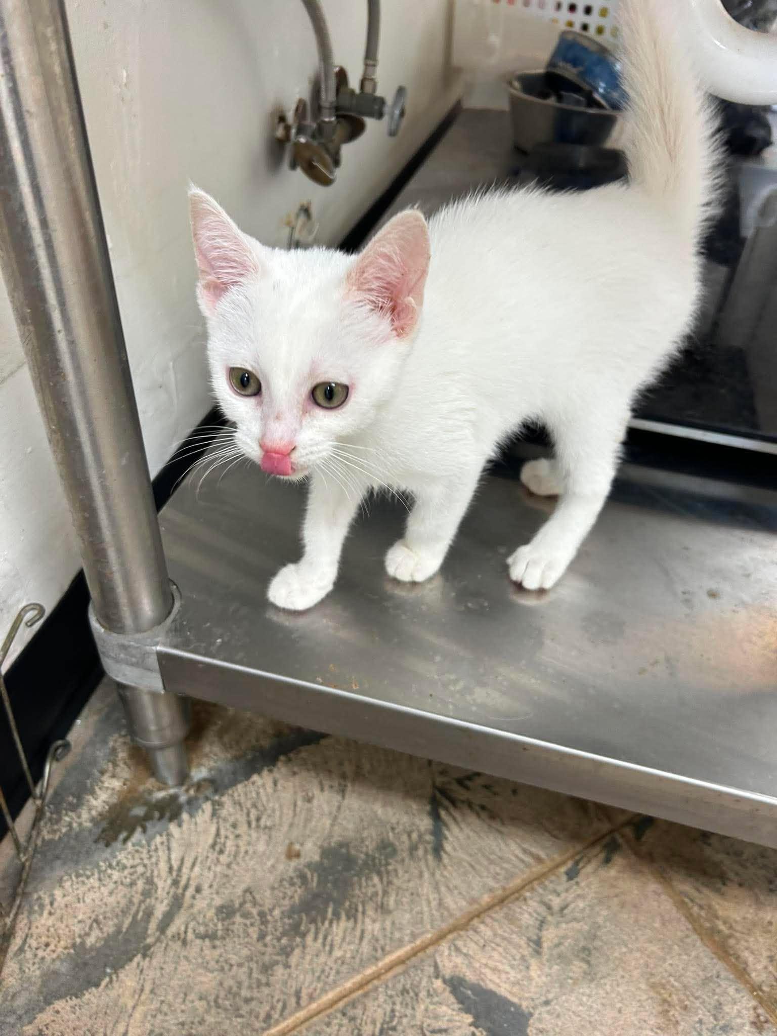 Tundra, a ADOPTABLE Domestic Short Hair in Roosevelt, UT image 2/4