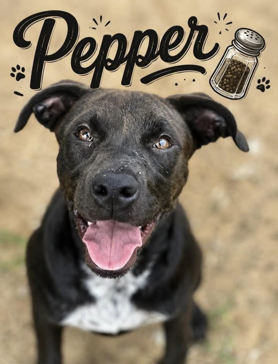 Enlarge Pepper, a Adoptable Mixed Breed in Corning, AR image 1/1