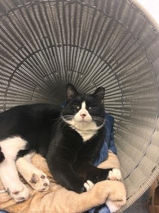 Socks — thumbnail 2