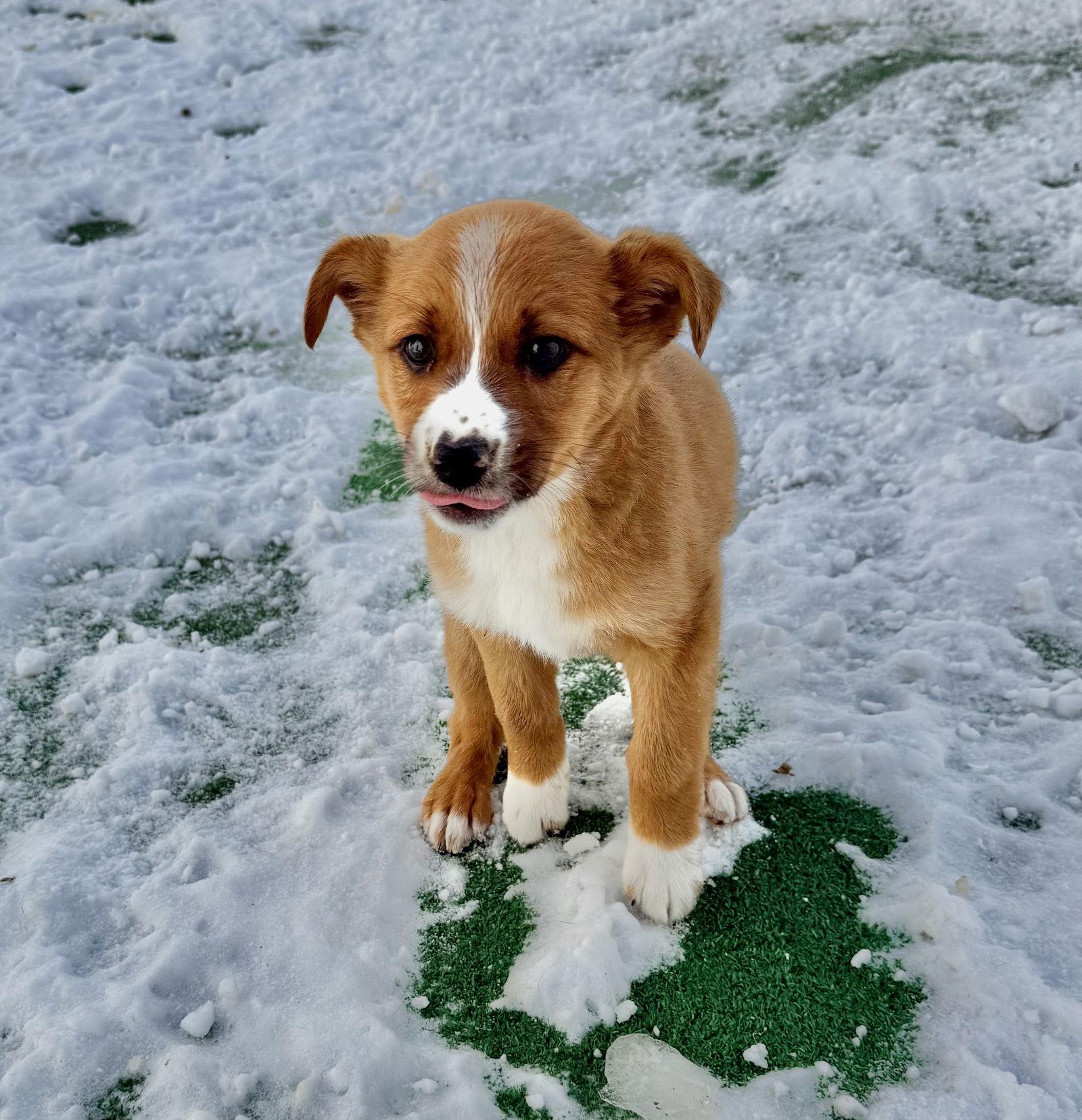 Cheddar, Adopted, Puppy Male Collie.