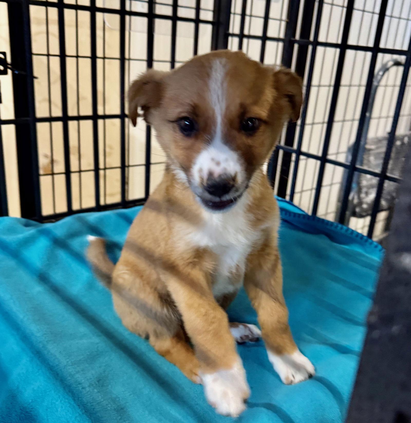 Cheddar, a Adopted Collie in GILBERTS, IL image 2/3