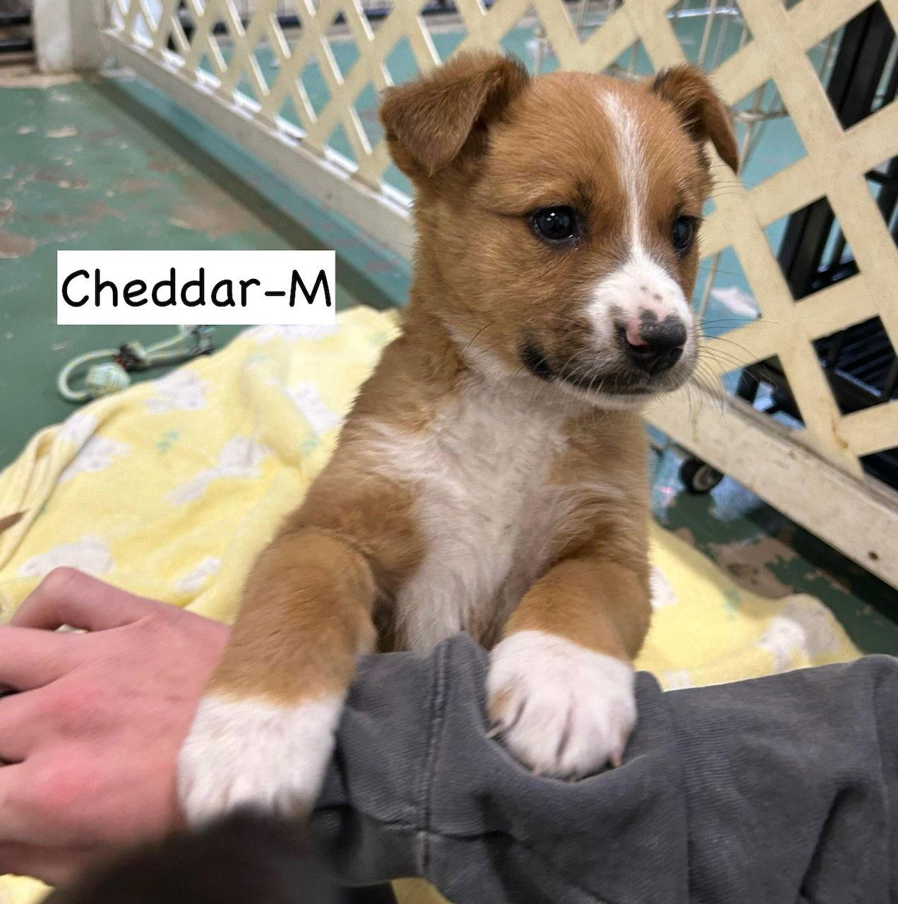 Cheddar