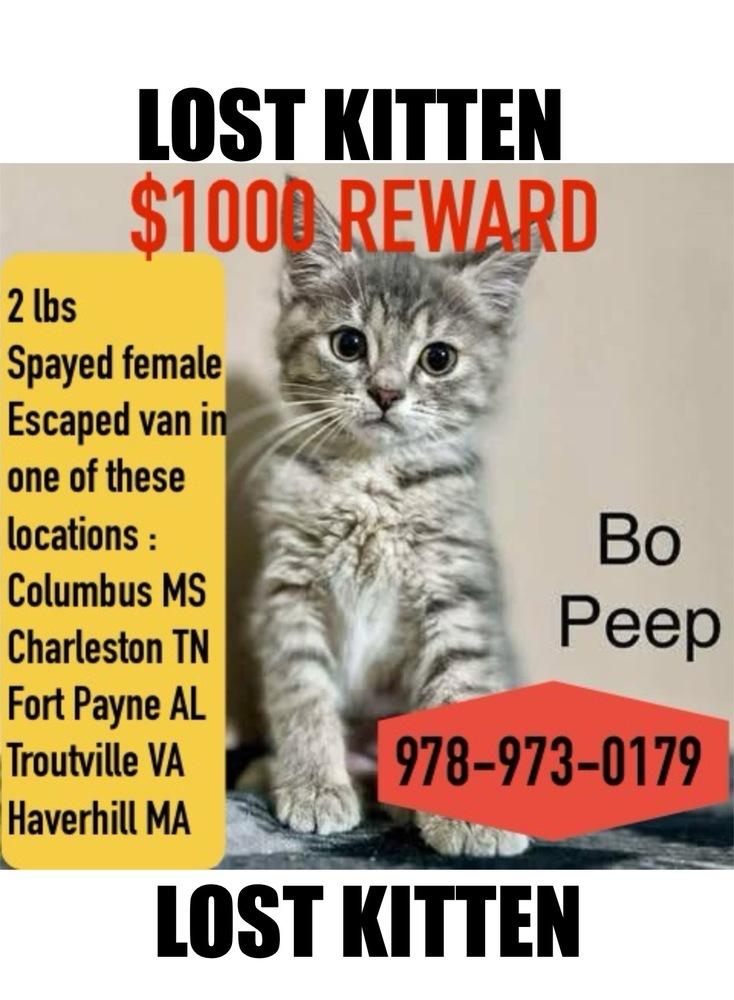 Bo Peep, Adopted, Kitten Female Domestic Long Hair.