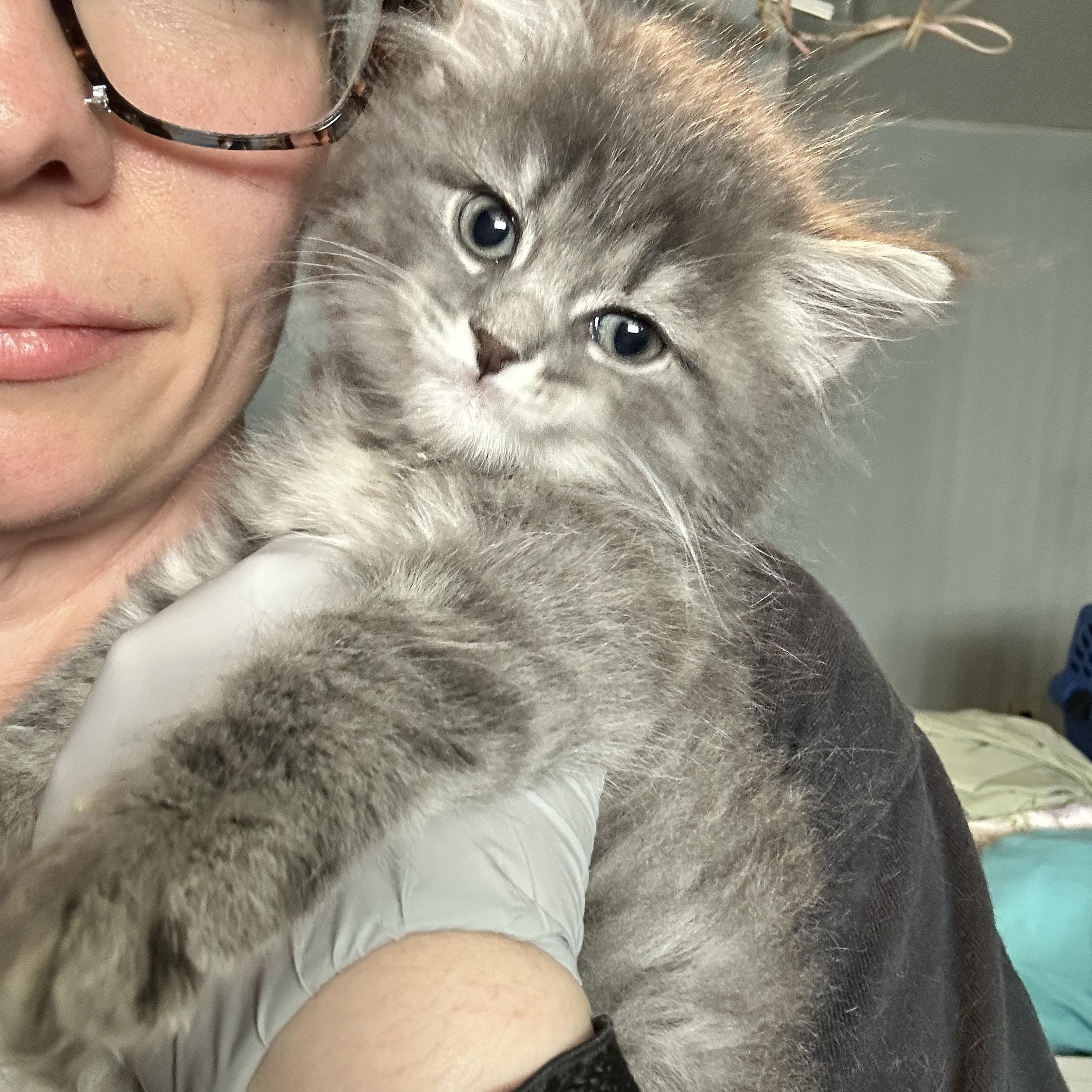 Lavender, a ADOPTABLE Domestic Medium Hair in Pittsburgh, PA image 4/5