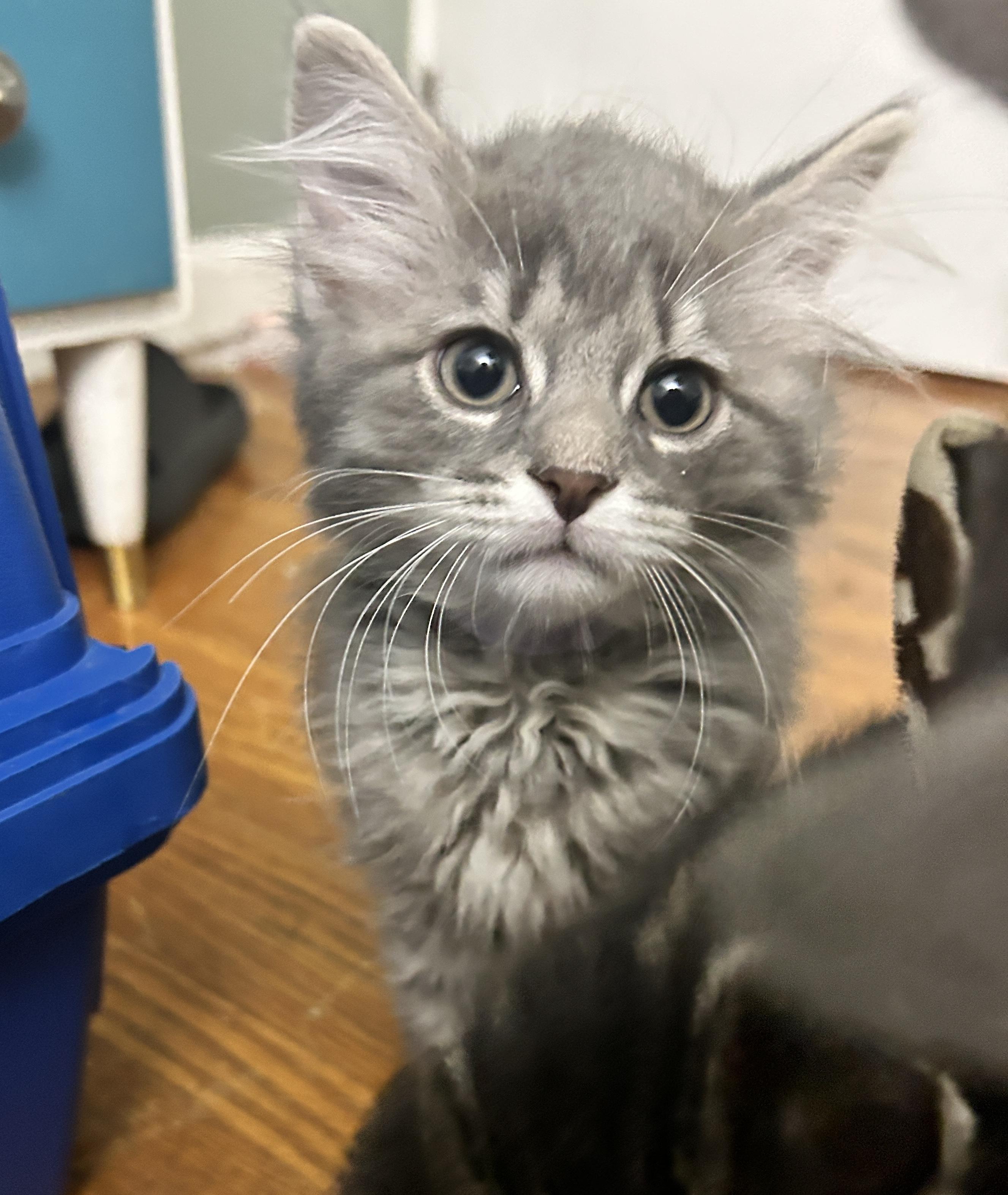 Lavender, a ADOPTABLE Domestic Medium Hair in Pittsburgh, PA image 3/5