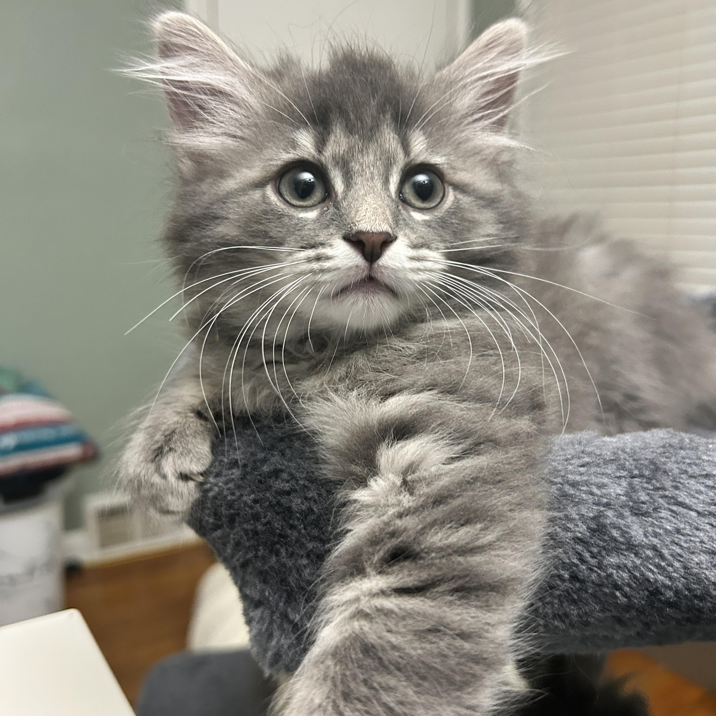 Lavender, a ADOPTABLE Domestic Medium Hair in Pittsburgh, PA image 1/5