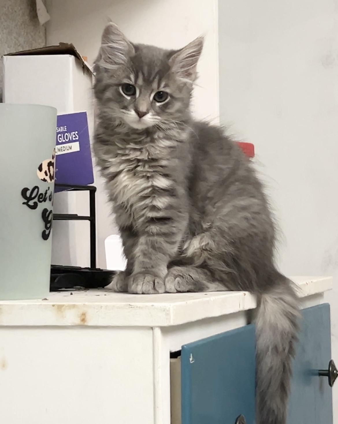 Lavender, a ADOPTABLE Domestic Medium Hair in Pittsburgh, PA image 5/5