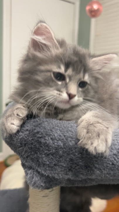 Enlarge Lavender, a ADOPTABLE Domestic Medium Hair in Pittsburgh, PA video 2/5