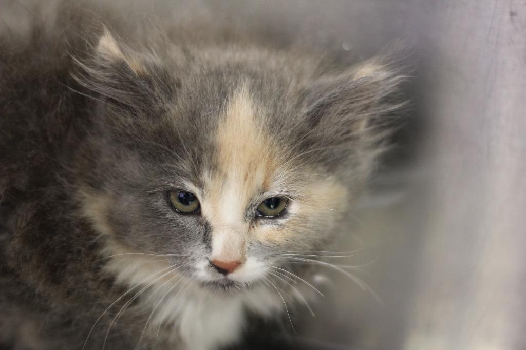 Nikita, Adoptable, Kitten Female Domestic Short Hair.