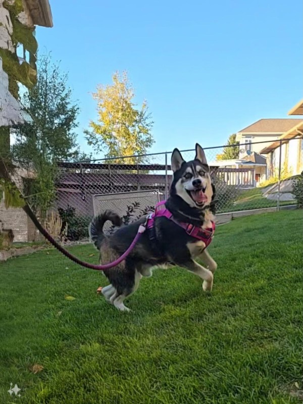 Reagan, Young Male Husky