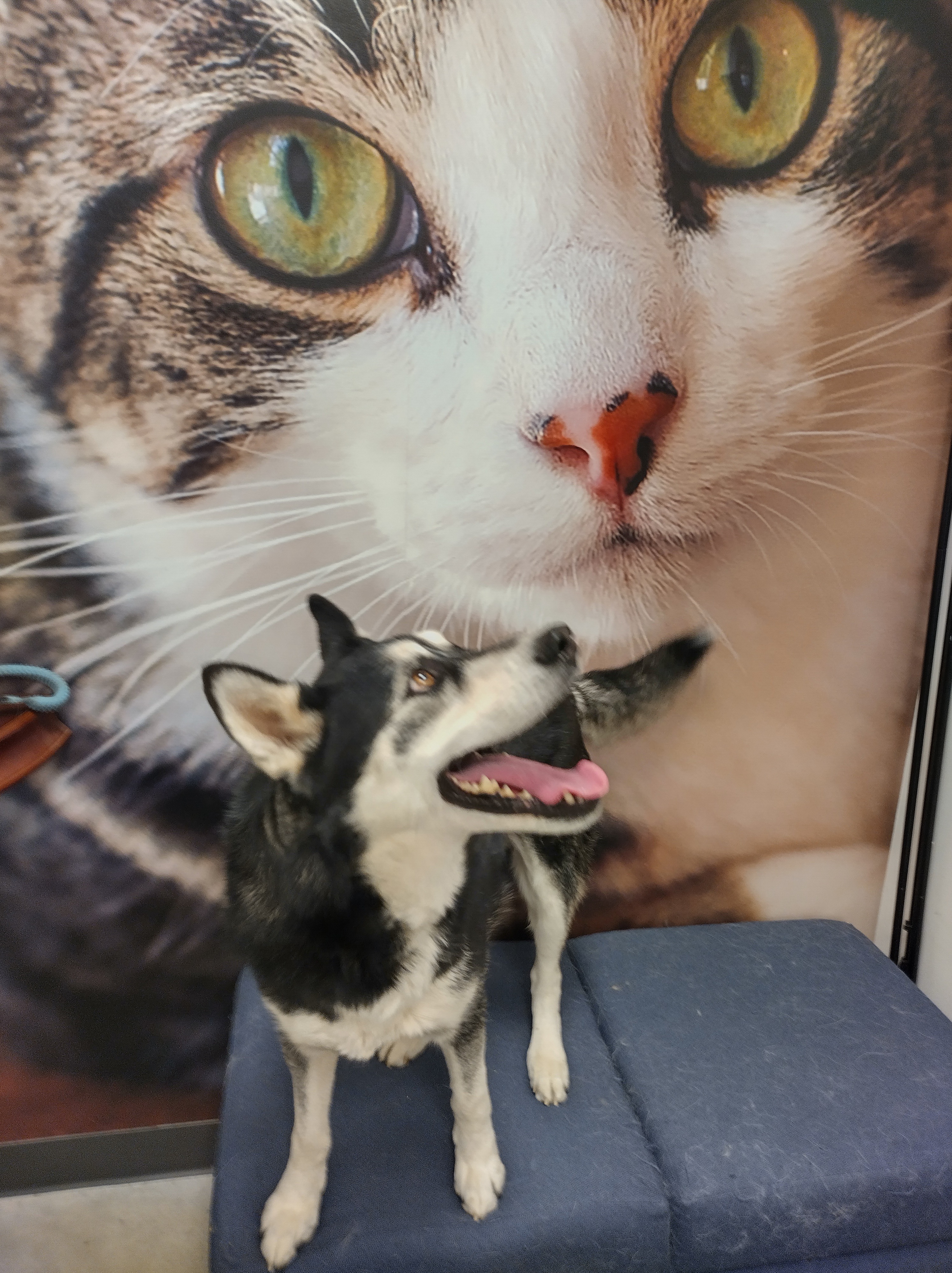 Reagan, a Adoptable Husky in Pocatello, ID image 2/6