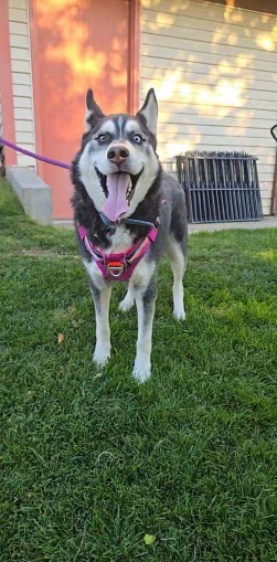 Reagan, a Adoptable Husky in Pocatello, ID image 3/6