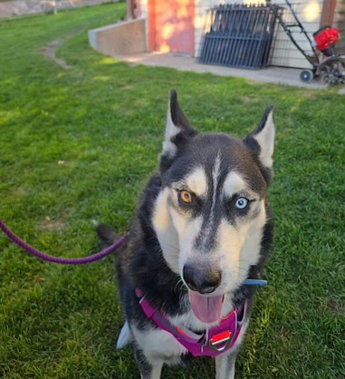 Reagan, a Adoptable Husky in Pocatello, ID image 4/6
