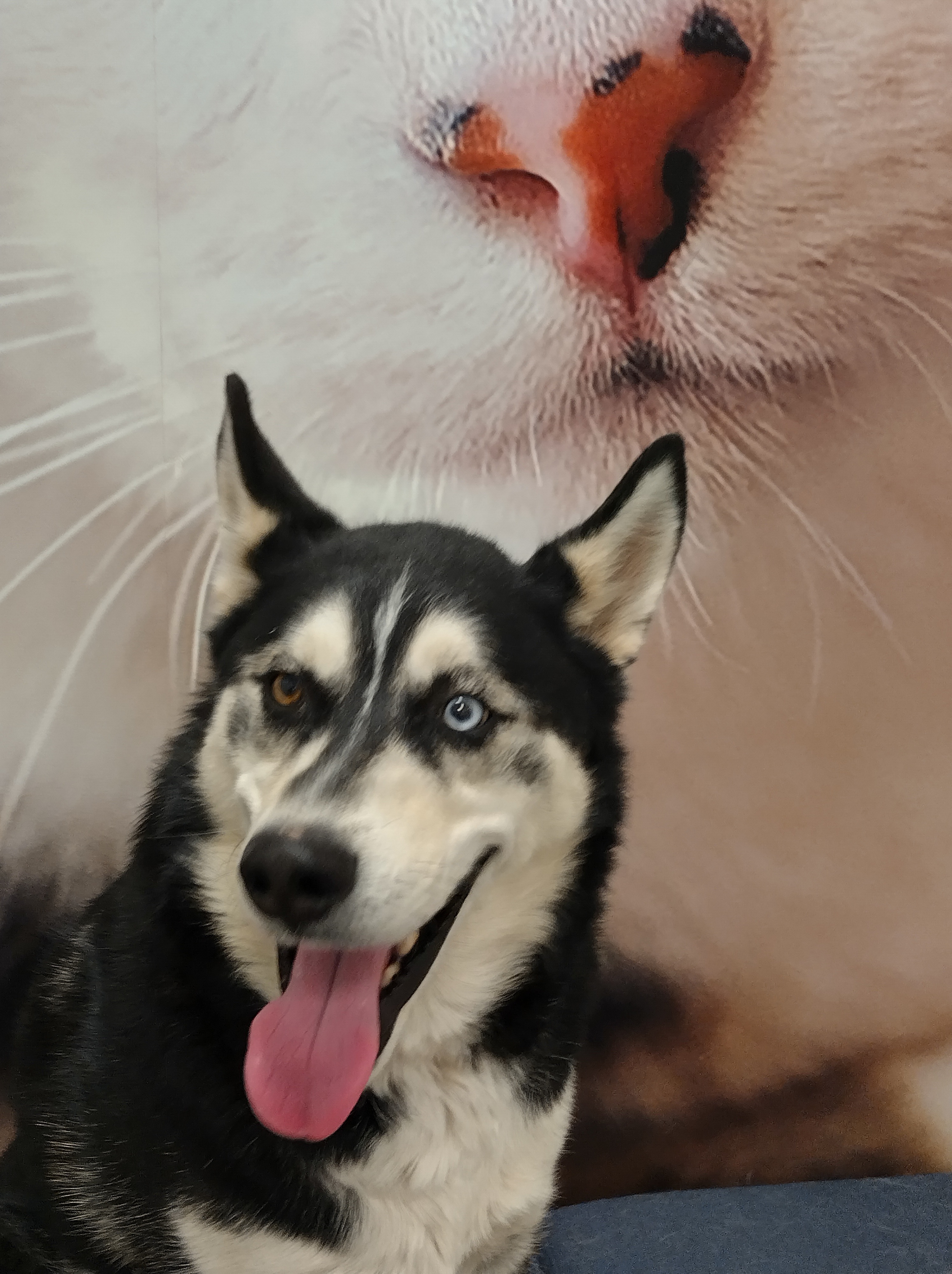 Reagan, a Adoptable Husky in Pocatello, ID image 5/6