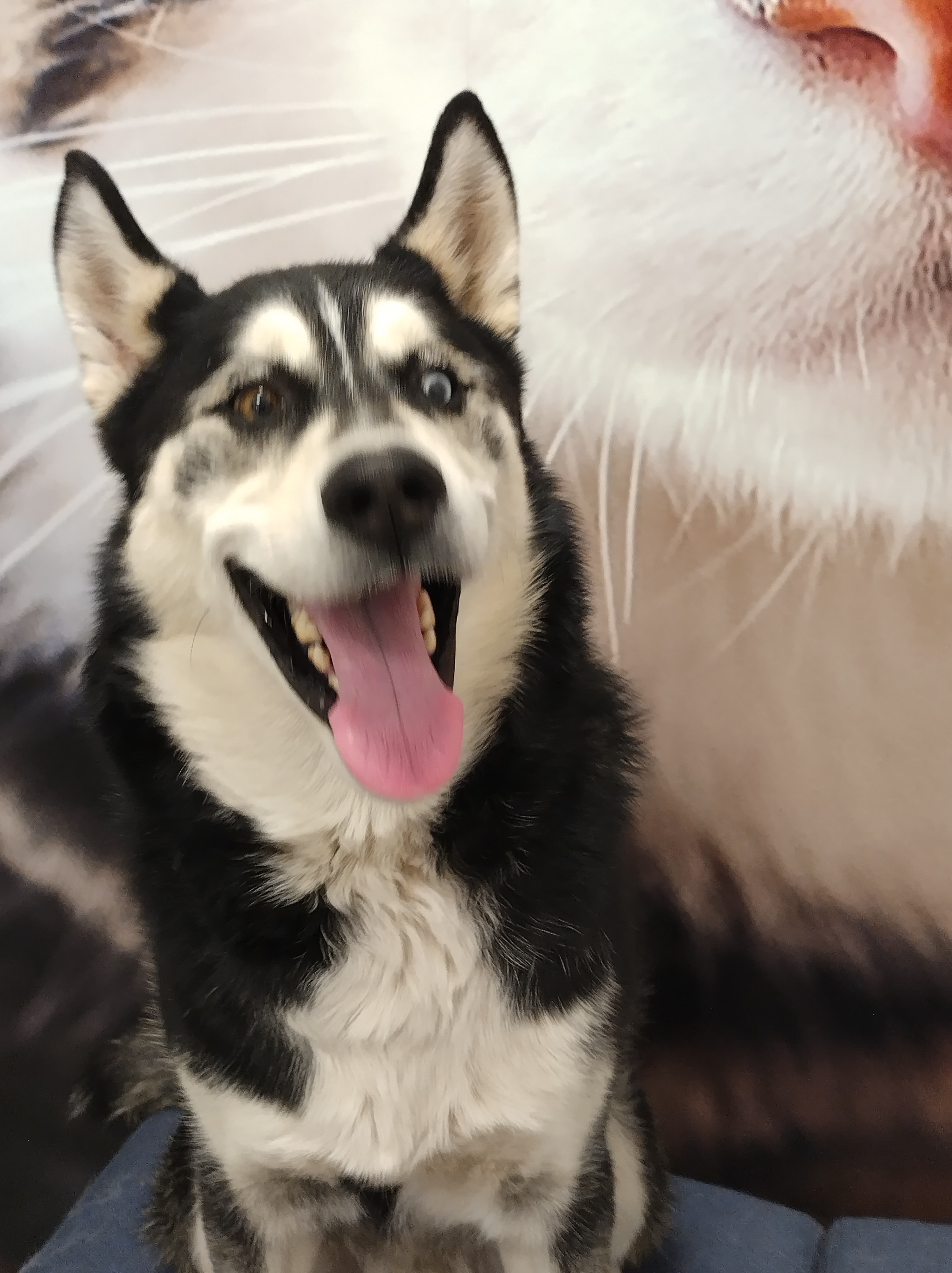 Reagan, a Adoptable Husky in Pocatello, ID image 6/6