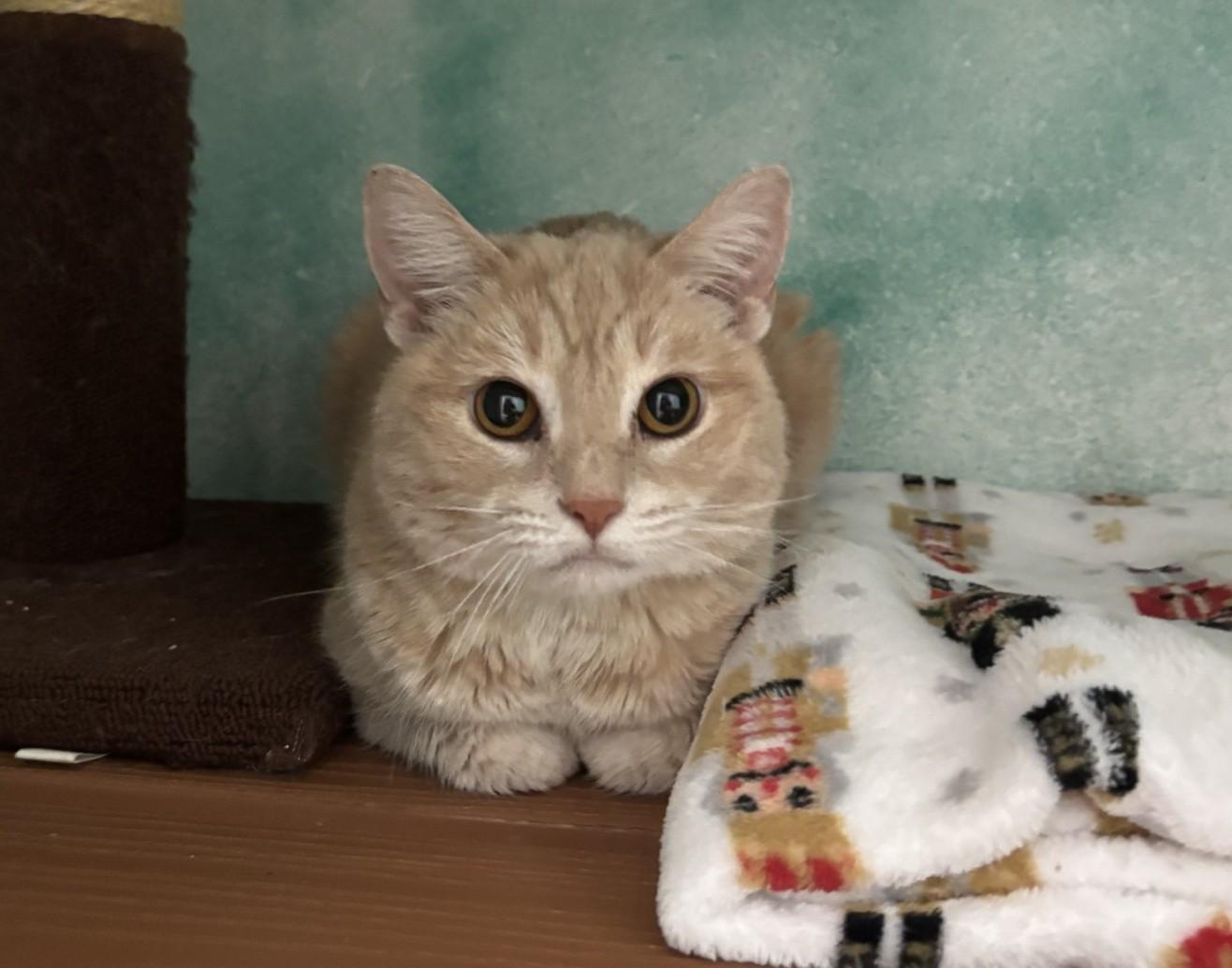 Peaches & Cream, adopted, Senior Female Domestic Short Hair.