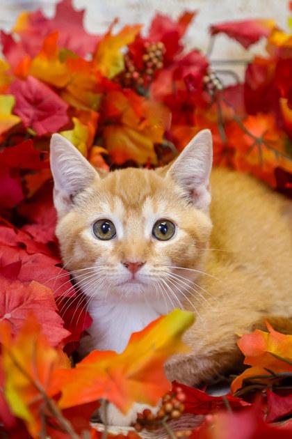 Enlarge Chase, a Adoptable Domestic Short Hair in Dothan, AL image 1/1