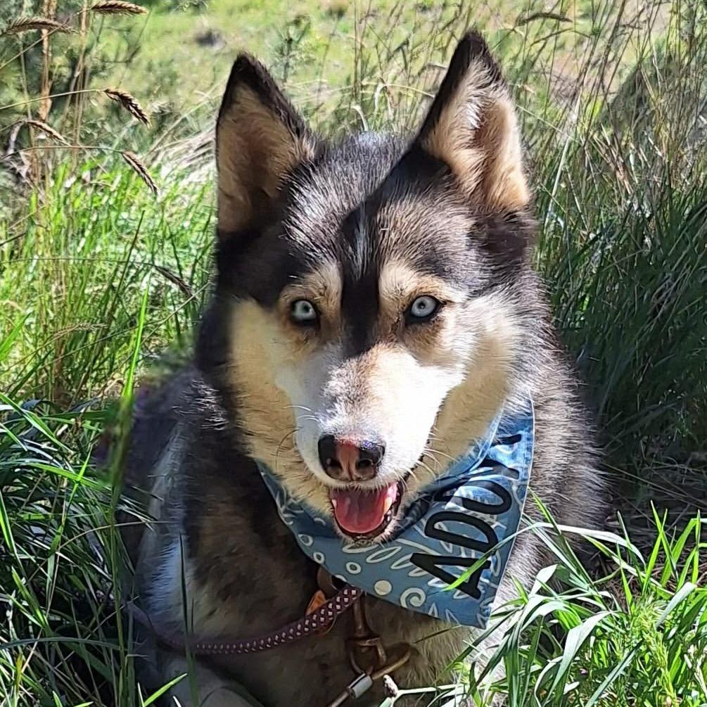 Heidi, Adoptable, Adult Female Alaskan Malamute & Mixed Breed.