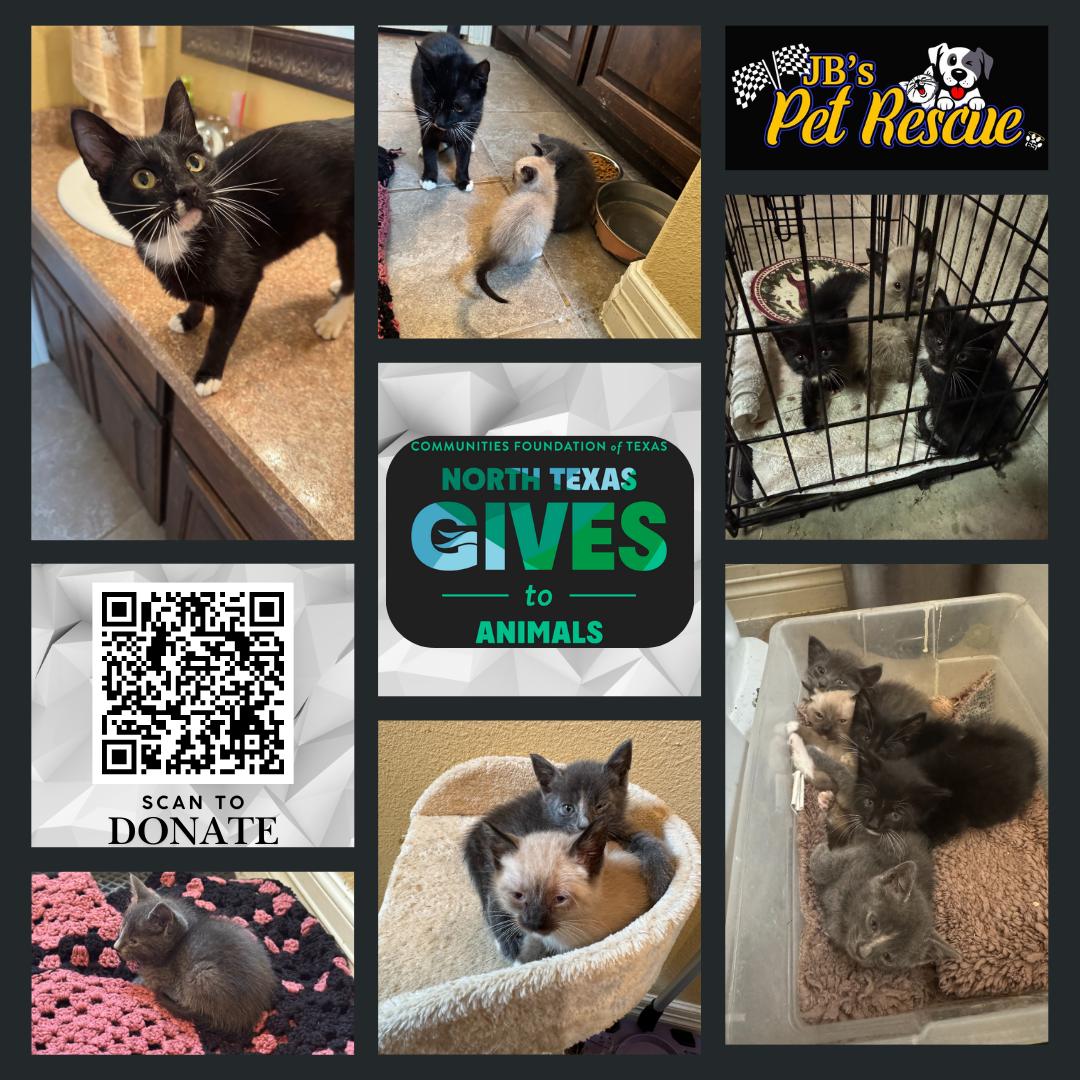 Enlarge Luke, a Adoptable Domestic Short Hair in Mesquite, TX image 2/3