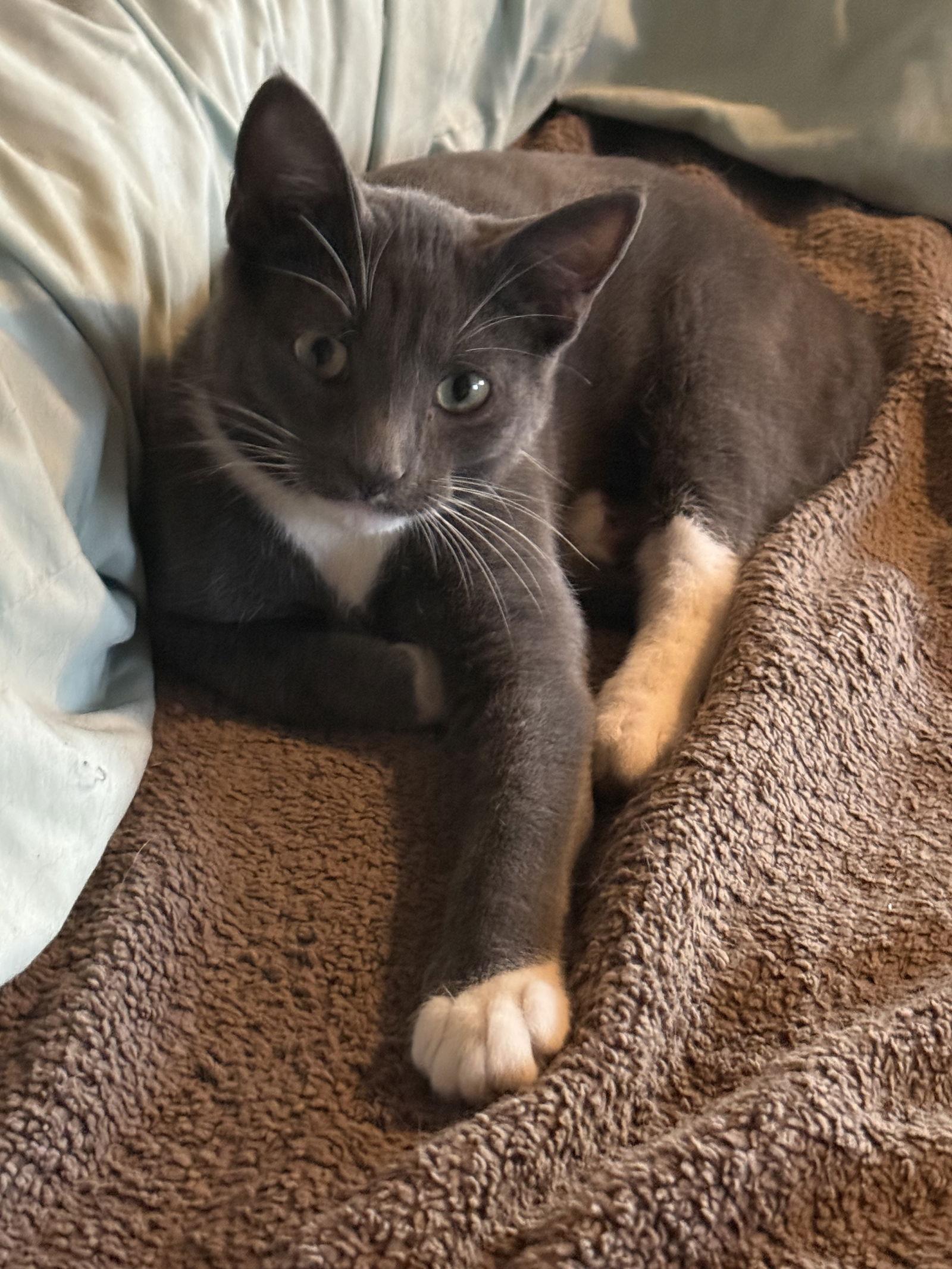 Enlarge Luke, a Adoptable Domestic Short Hair in Mesquite, TX image 3/3