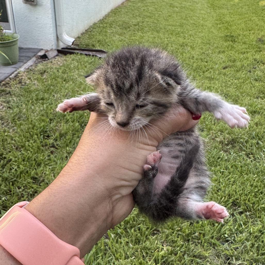 Enlarge Banshee, a Adoptable Domestic Short Hair in Jupiter, FL image 1/6