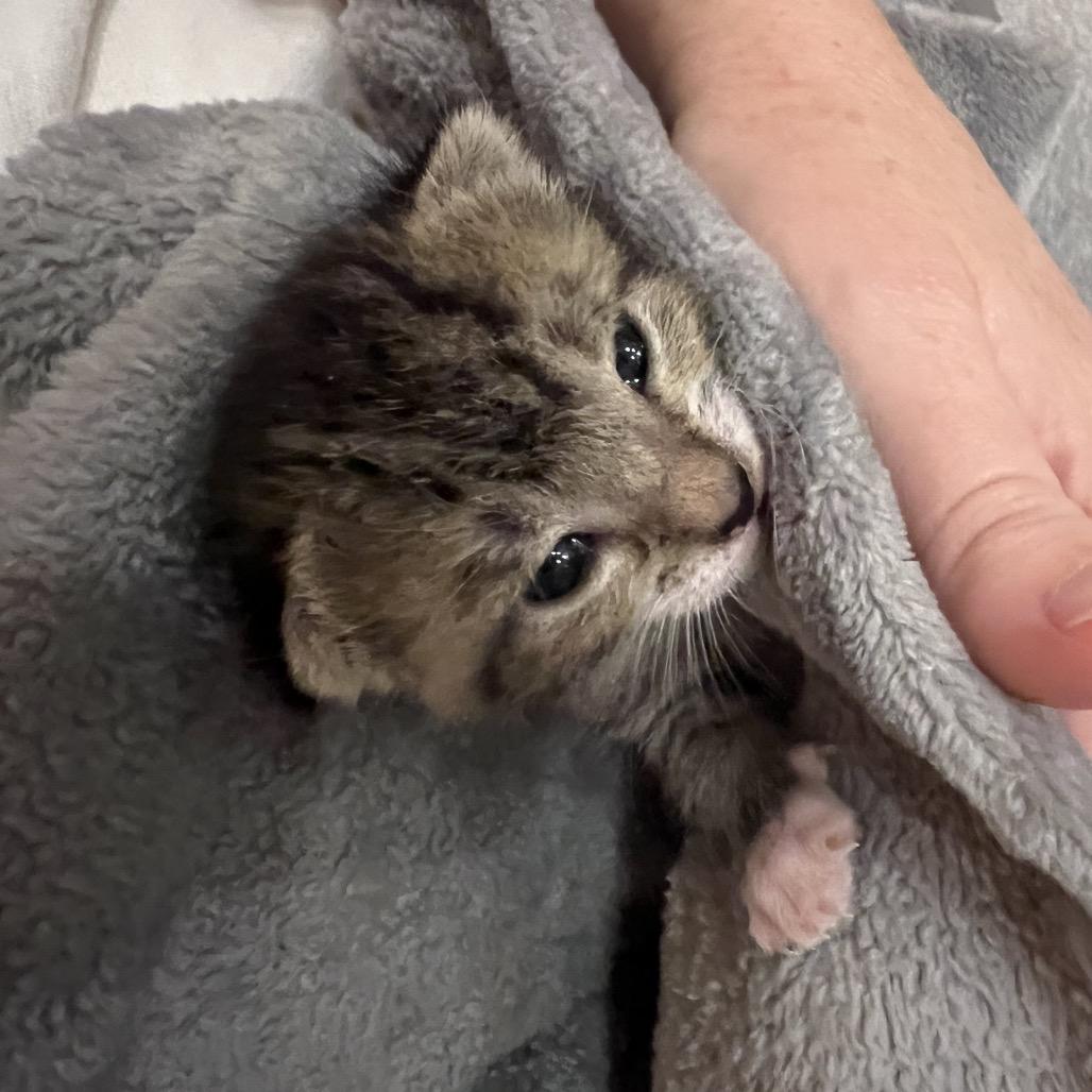 Enlarge Banshee, a Adoptable Domestic Short Hair in Jupiter, FL image 3/6