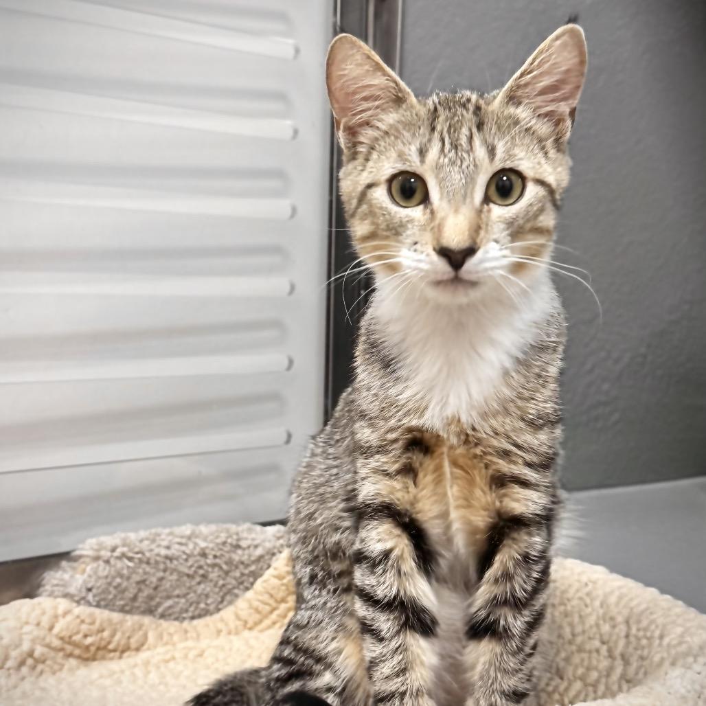 Enlarge Banshee, a Adoptable Domestic Short Hair in Jupiter, FL image 4/6