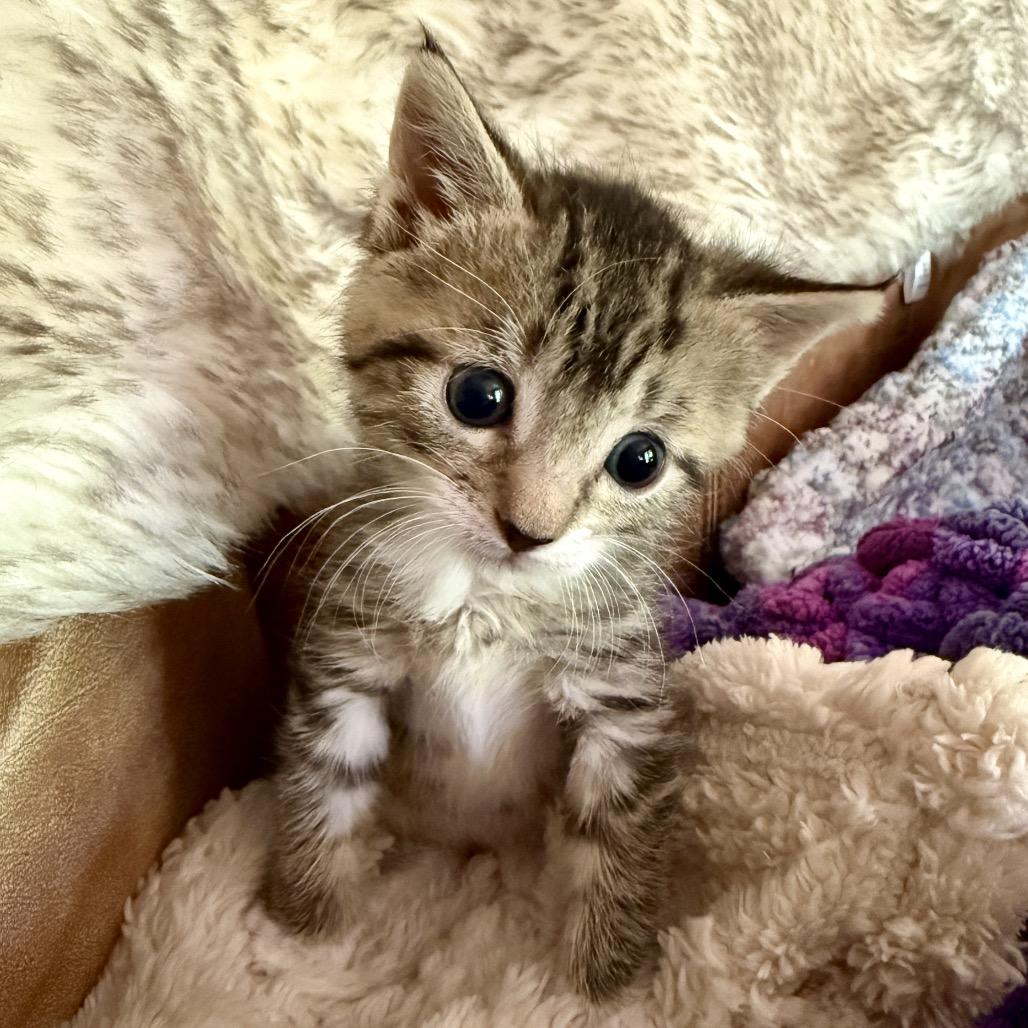 Enlarge Banshee, a Adoptable Domestic Short Hair in Jupiter, FL image 5/6