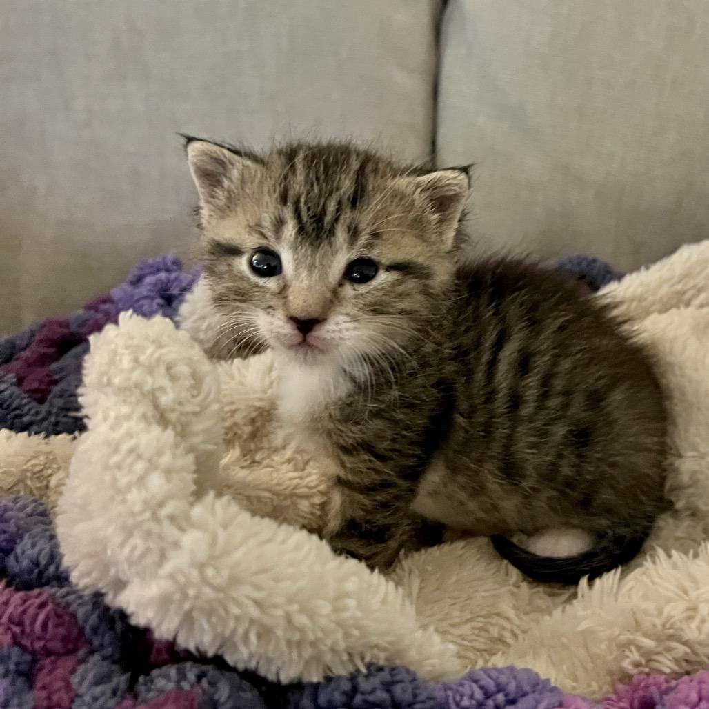 Enlarge Banshee, a Adoptable Domestic Short Hair in Jupiter, FL image 6/6