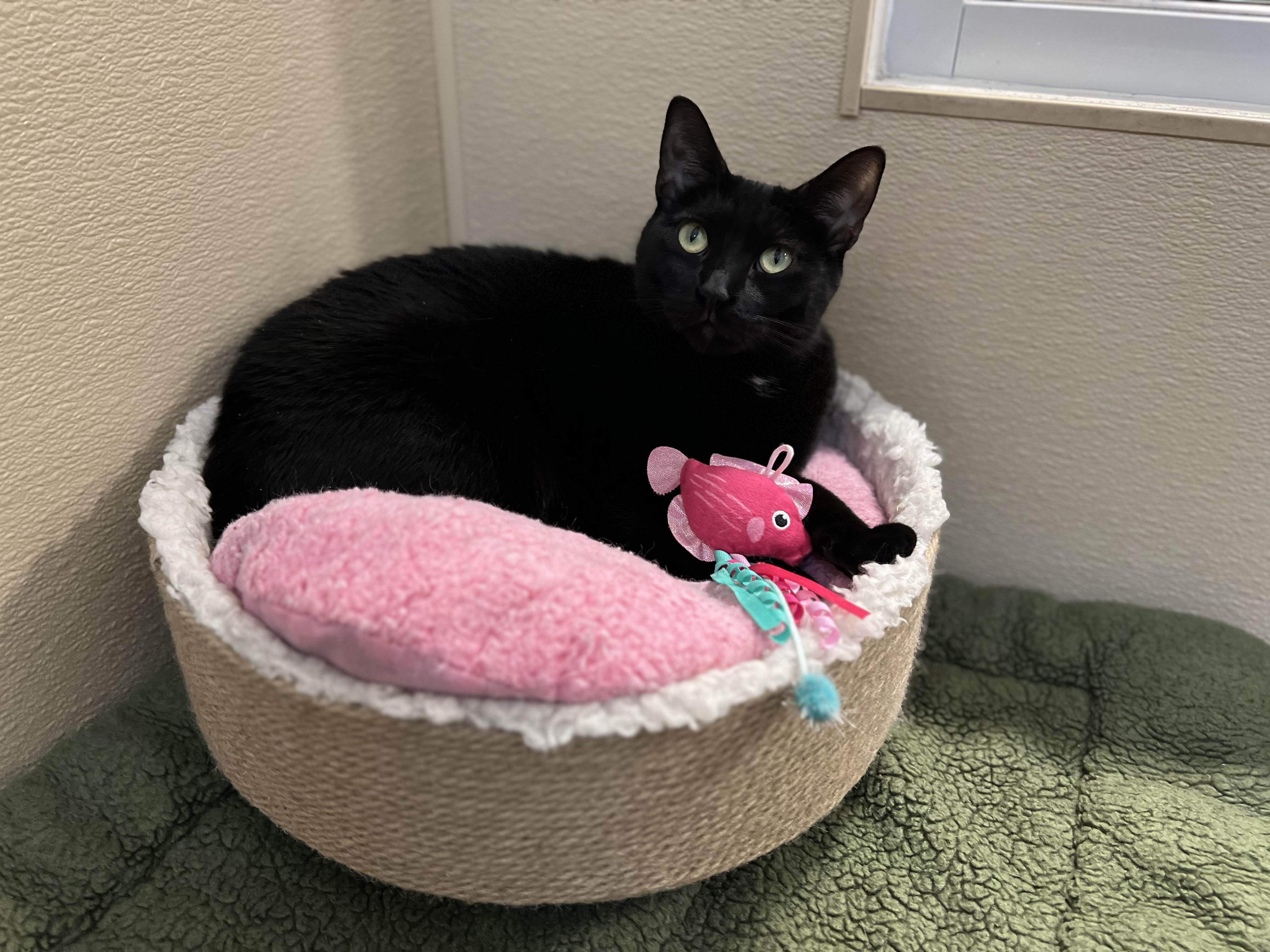 Mary, ADOPTABLE, Young Female Domestic Short Hair.