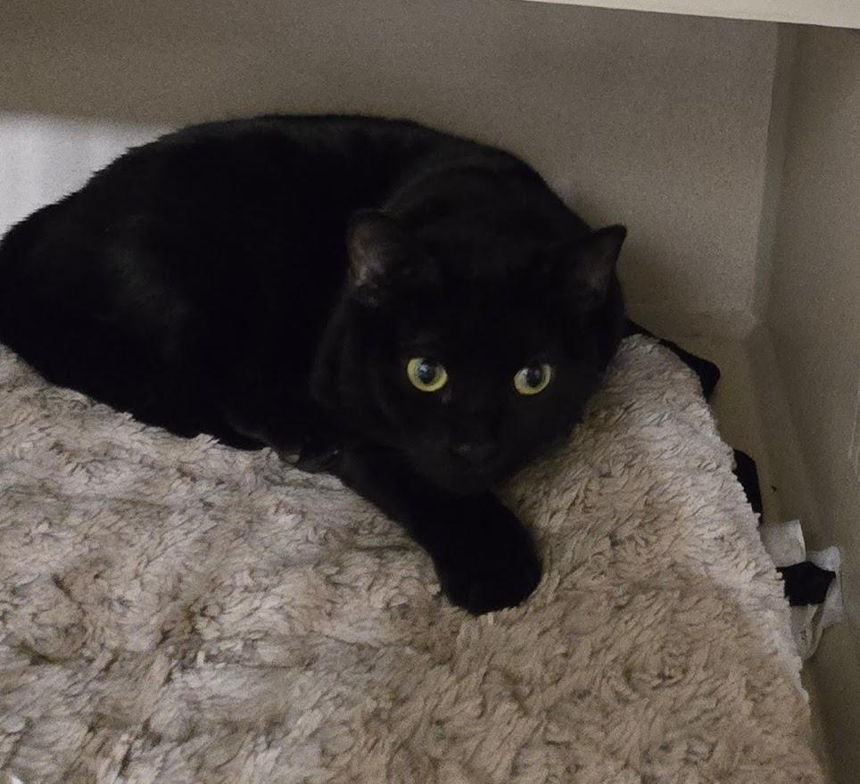 Enlarge Mary, a ADOPTABLE Domestic Short Hair in New Rochelle, NY image 1/1