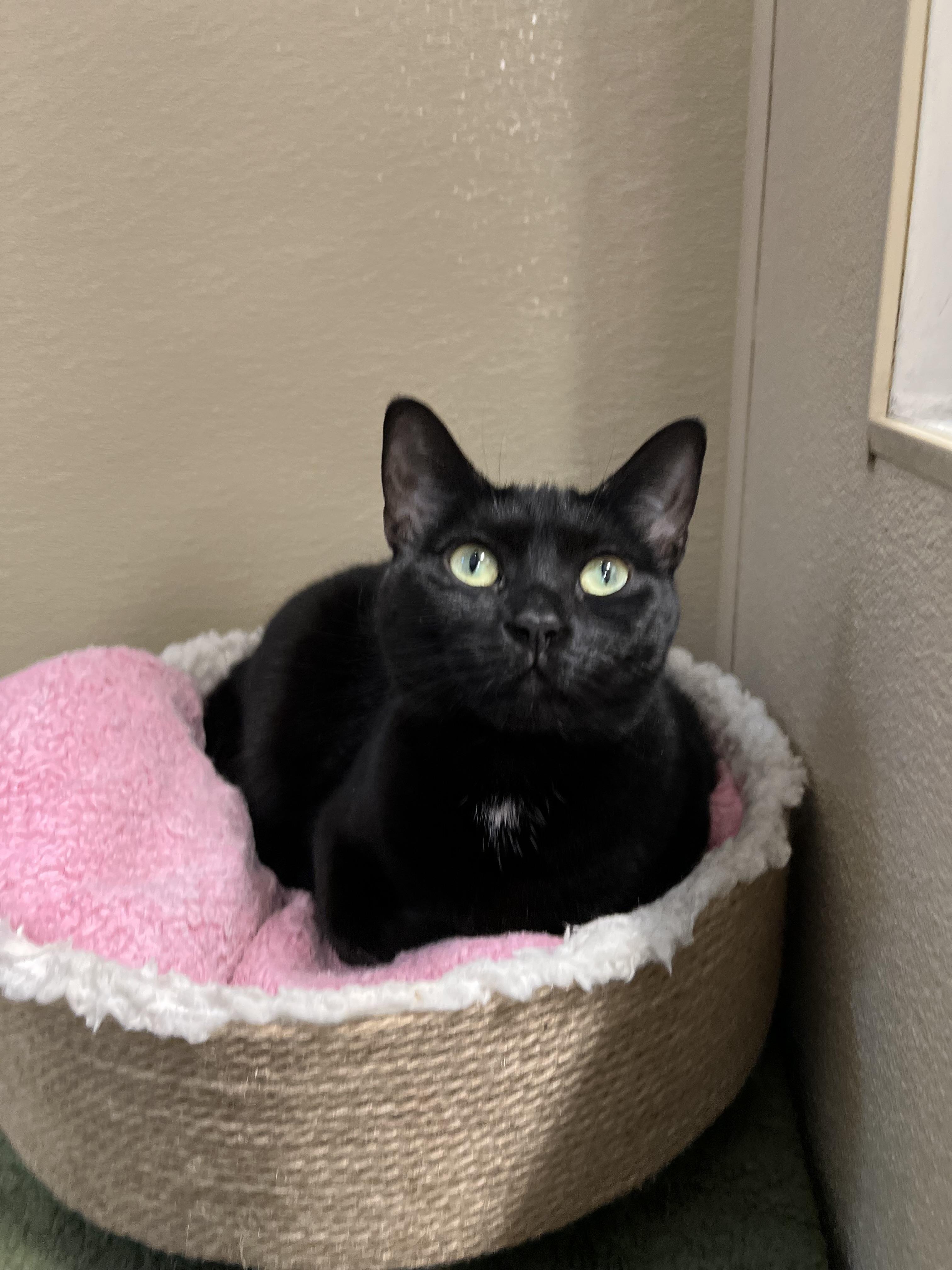 Enlarge Mary, a ADOPTABLE Domestic Short Hair in New Rochelle, NY image 4/5