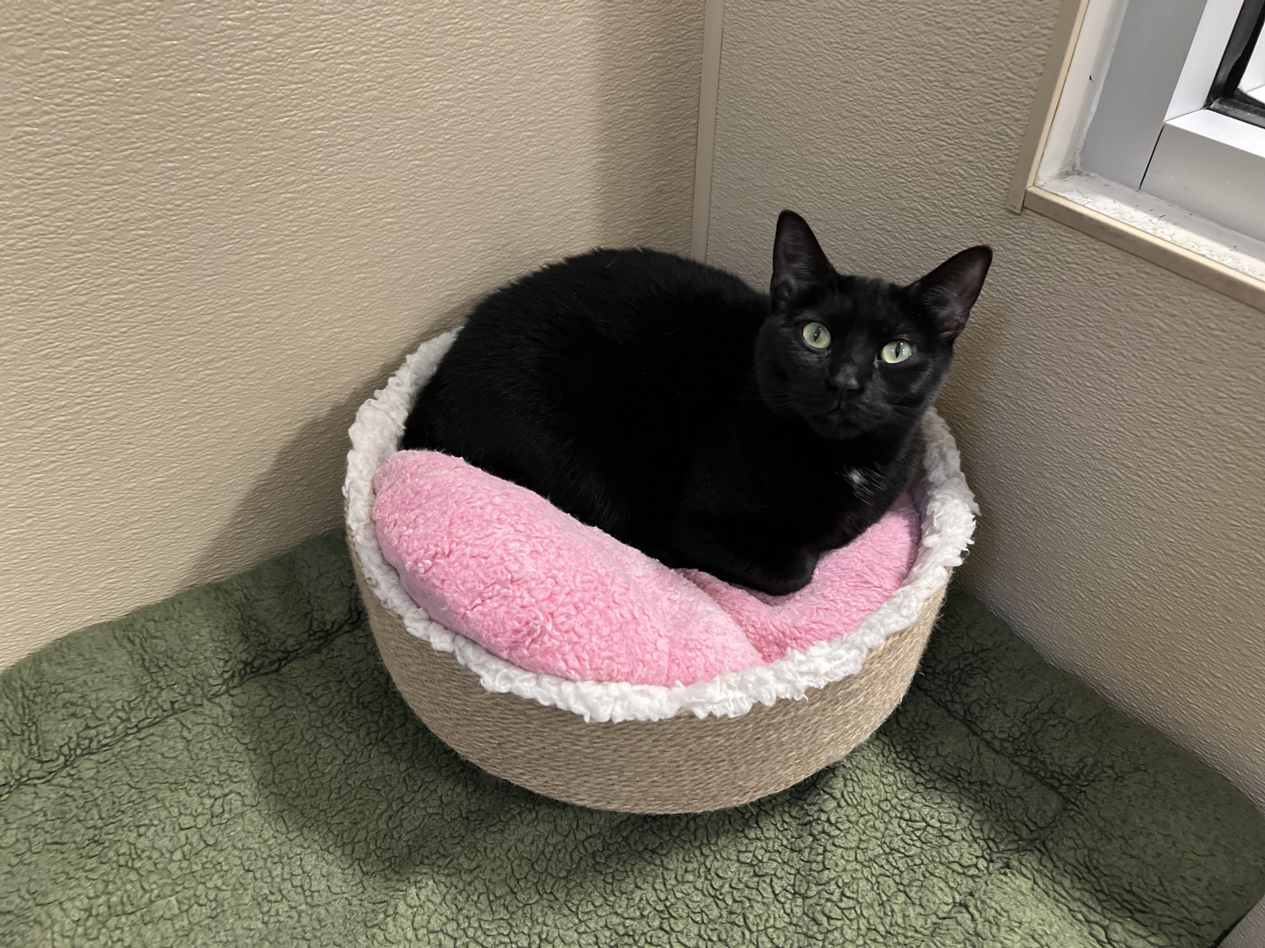 Enlarge Mary, a ADOPTABLE Domestic Short Hair in New Rochelle, NY image 2/5