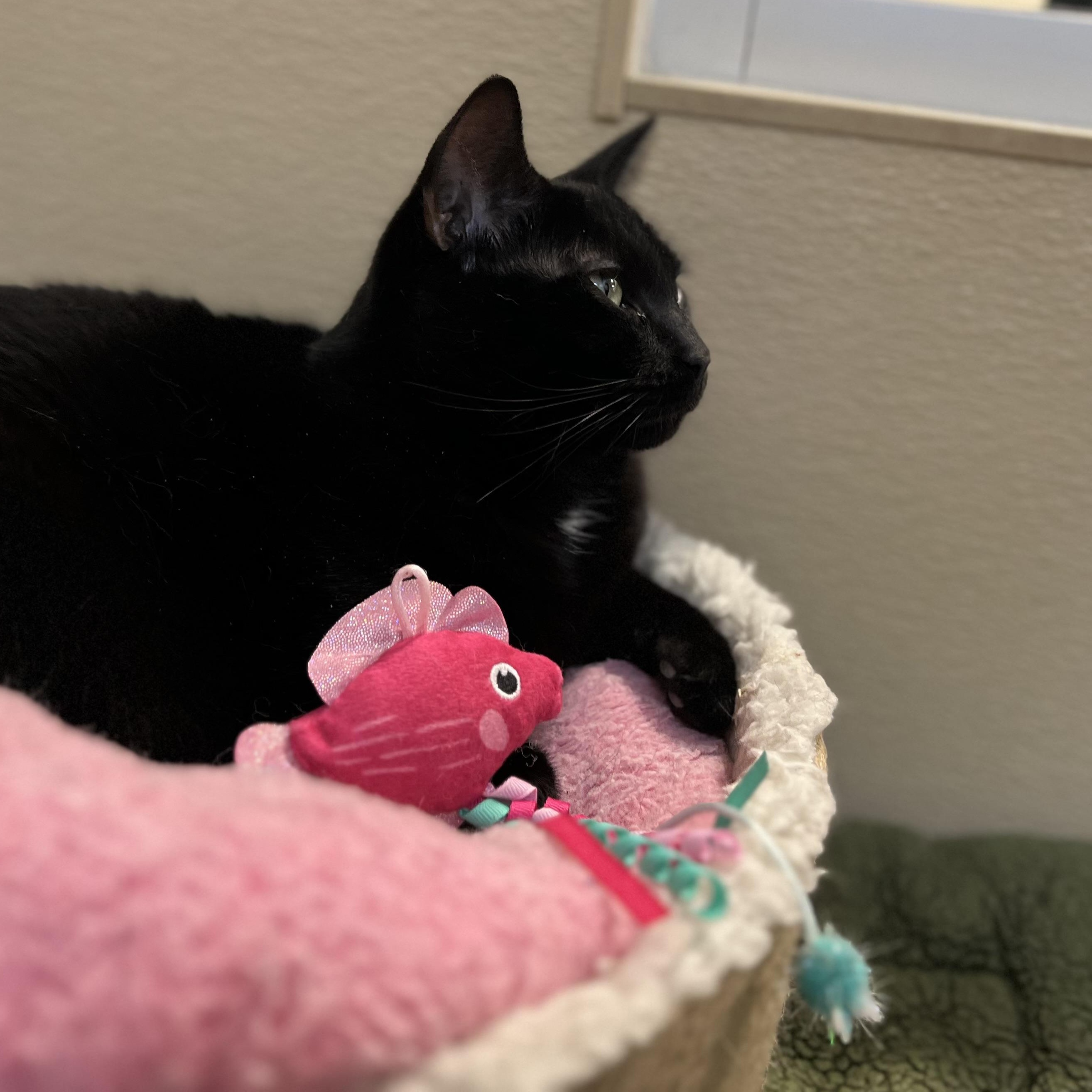 Enlarge Mary, a ADOPTABLE Domestic Short Hair in New Rochelle, NY image 5/5