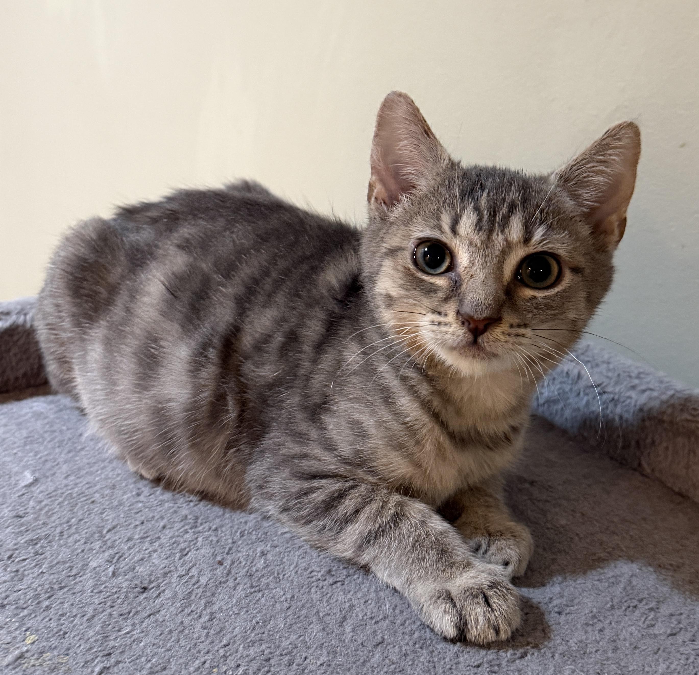 Enlarge Niko, an adopted Domestic Short Hair in East Hanover, NJ image 1/2