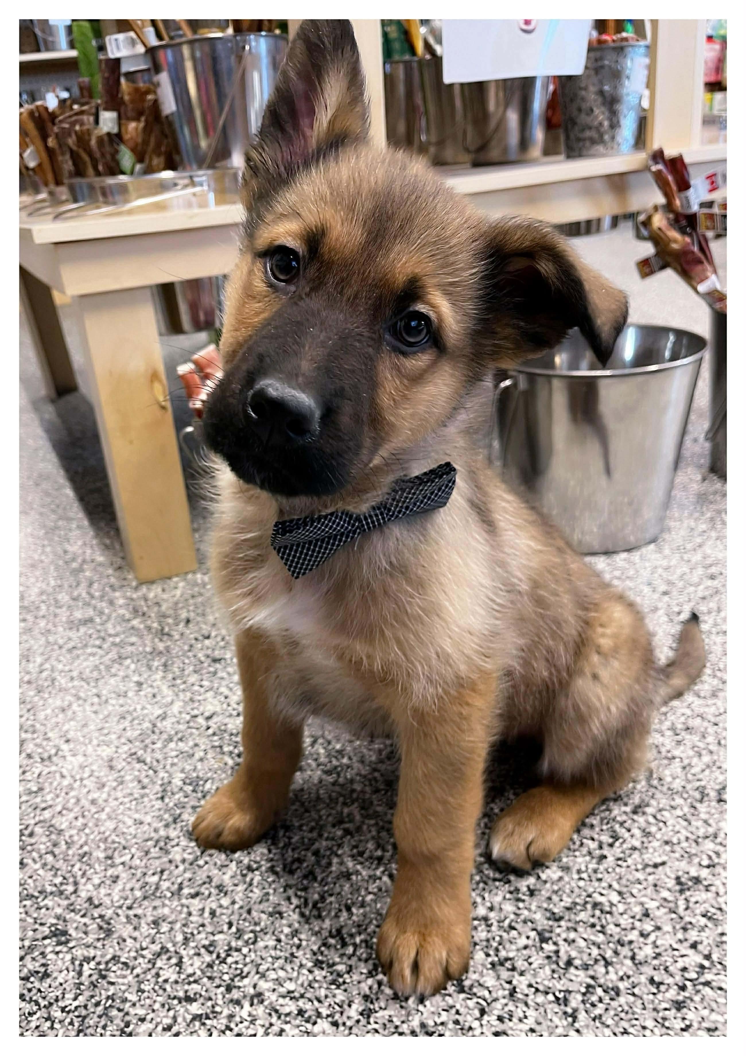 Wrangler, Adoptable, Puppy Male Mixed Breed.