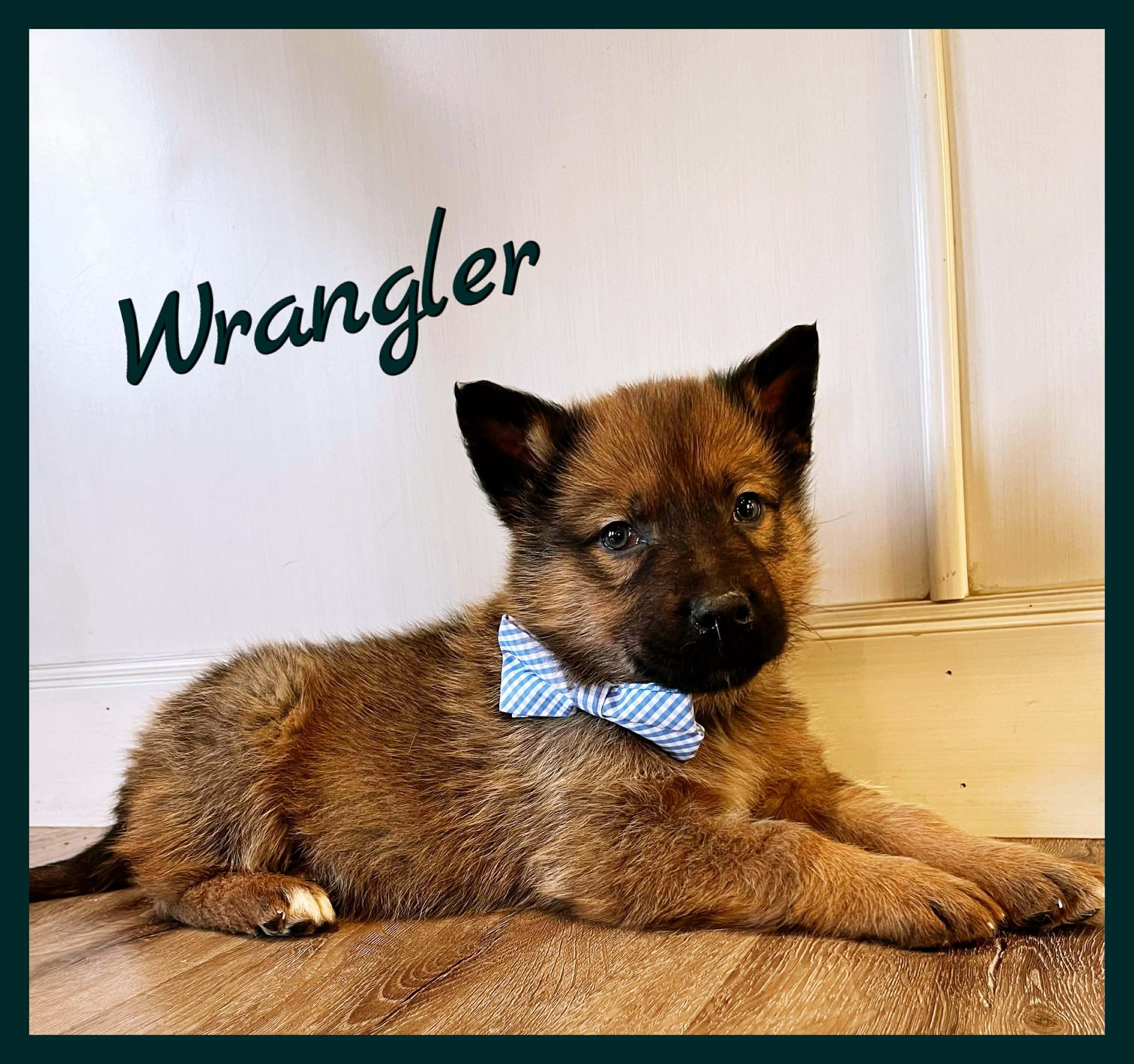 Wrangler, Adoptable, Puppy Male Mixed Breed.