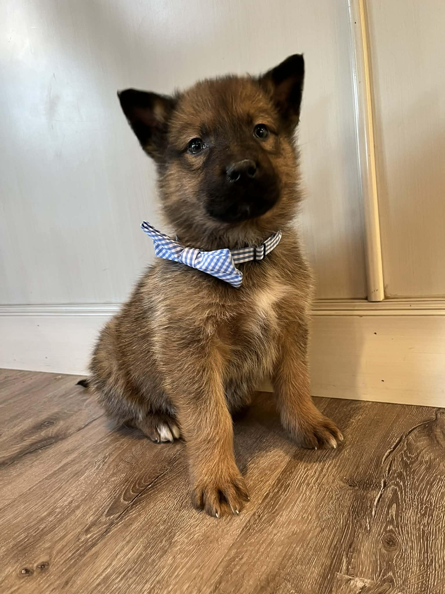 Enlarge Wrangler, a Adoptable mixed breed in Saskatoon, SK image 3/4