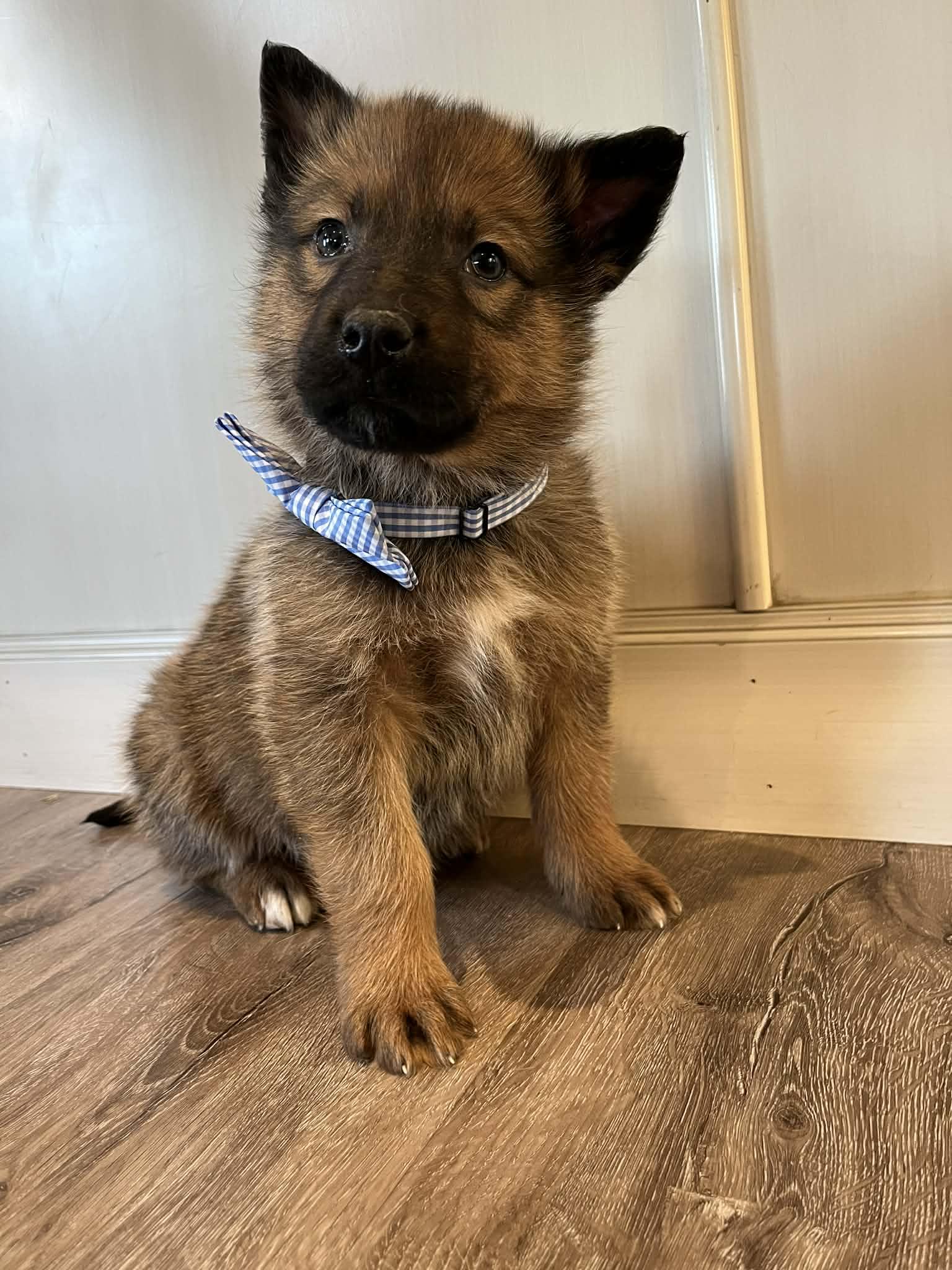 Enlarge Wrangler, a Adoptable mixed breed in Saskatoon, SK image 2/4