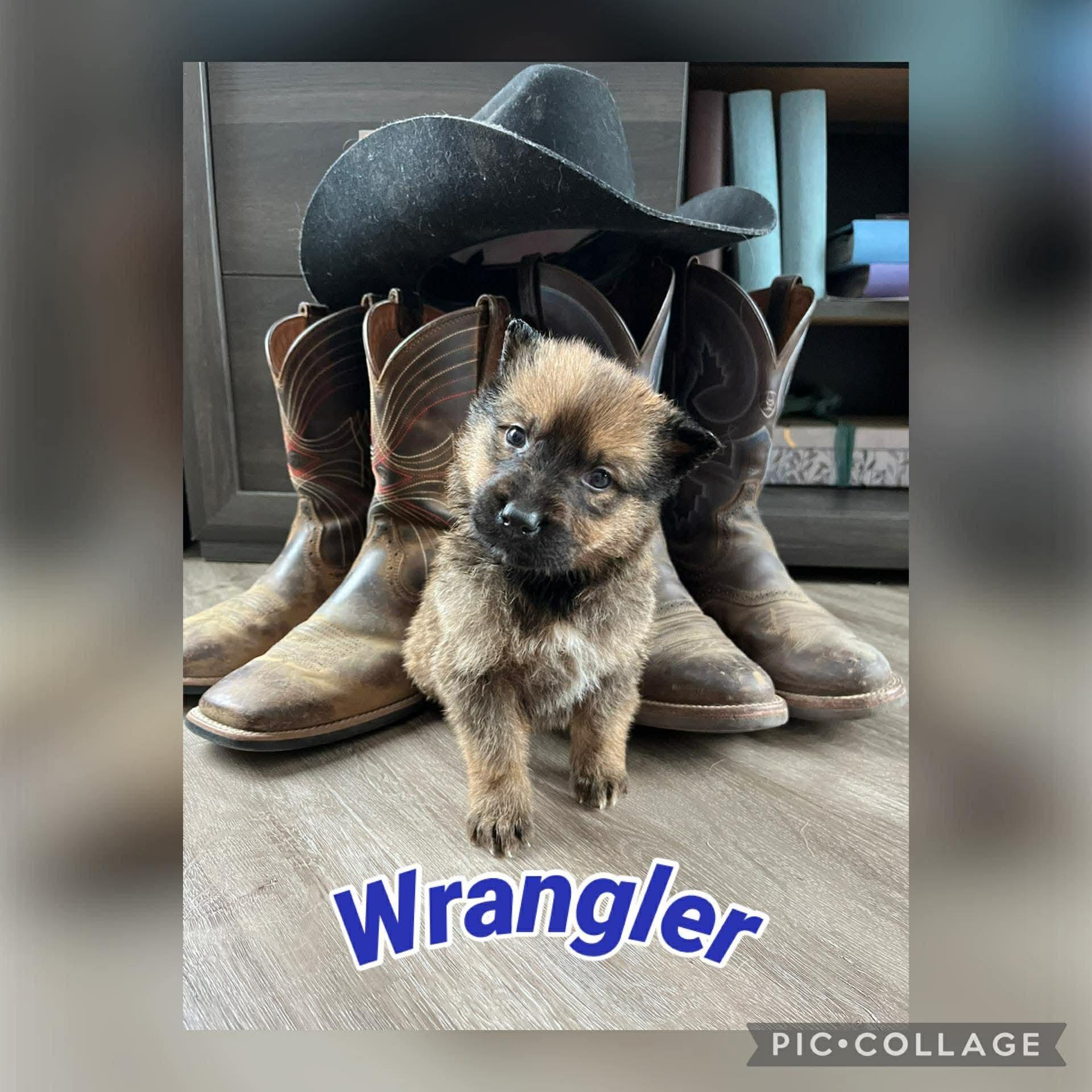 Enlarge Wrangler, a Adoptable mixed breed in Saskatoon, SK image 4/4
