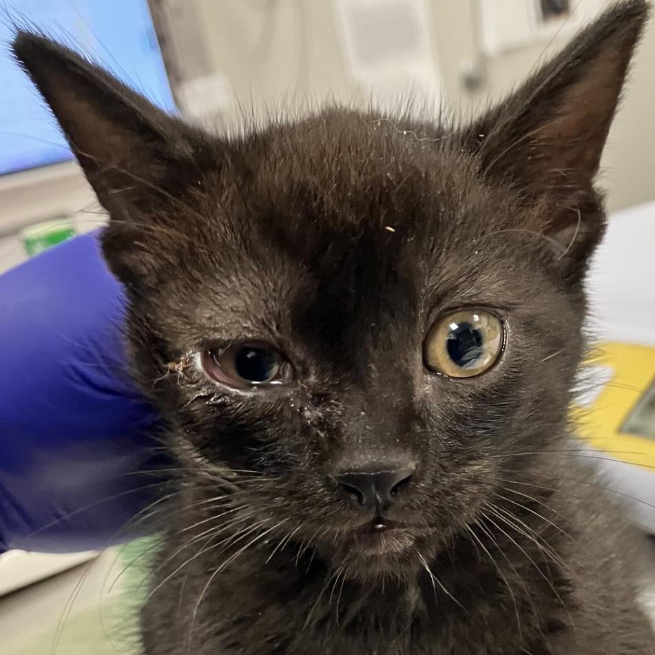 Jack O Lantern, Adoptable, Kitten Male Domestic Short Hair.