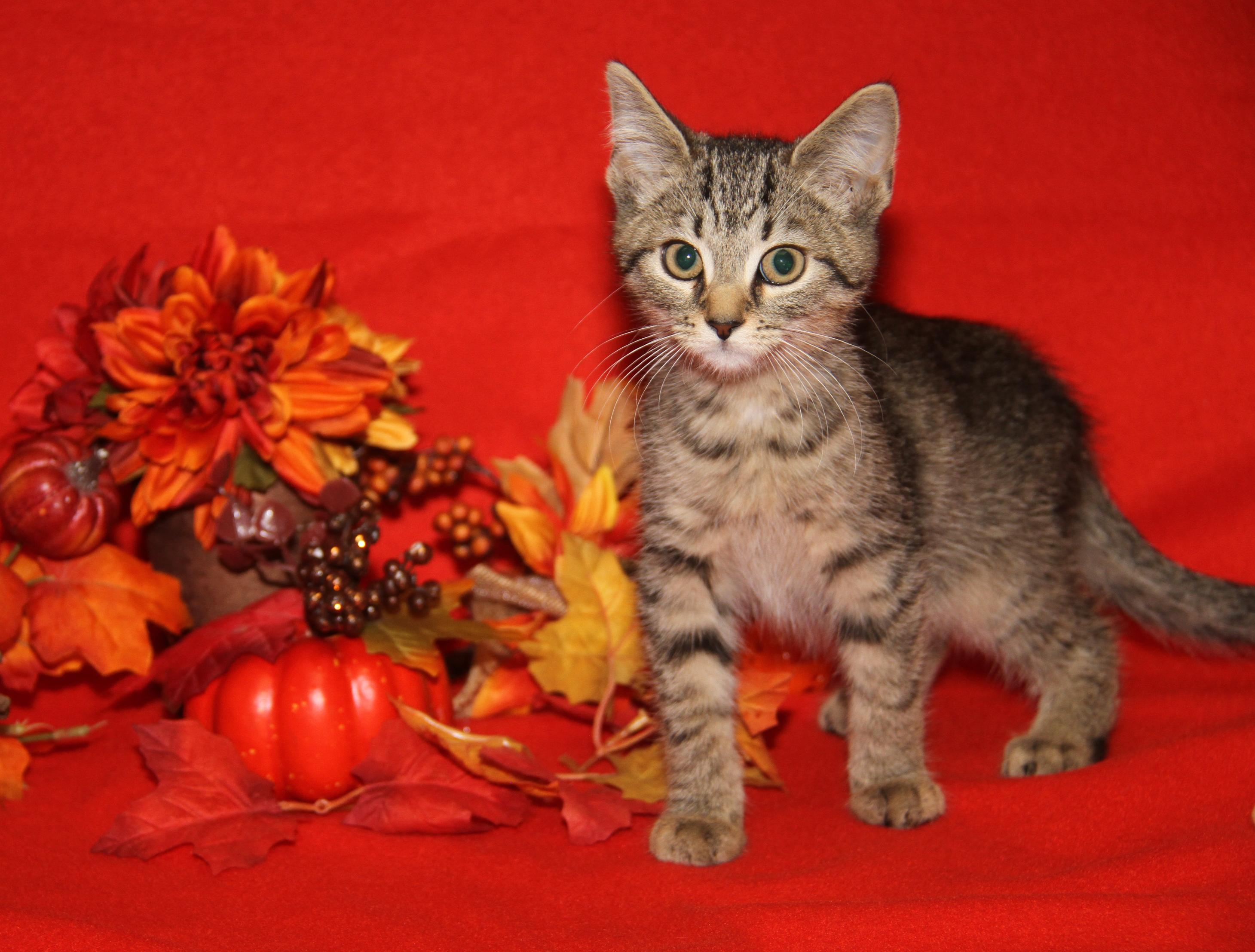 Funfetti (Cupcake's Kitten) (Photos 9/15/2025)