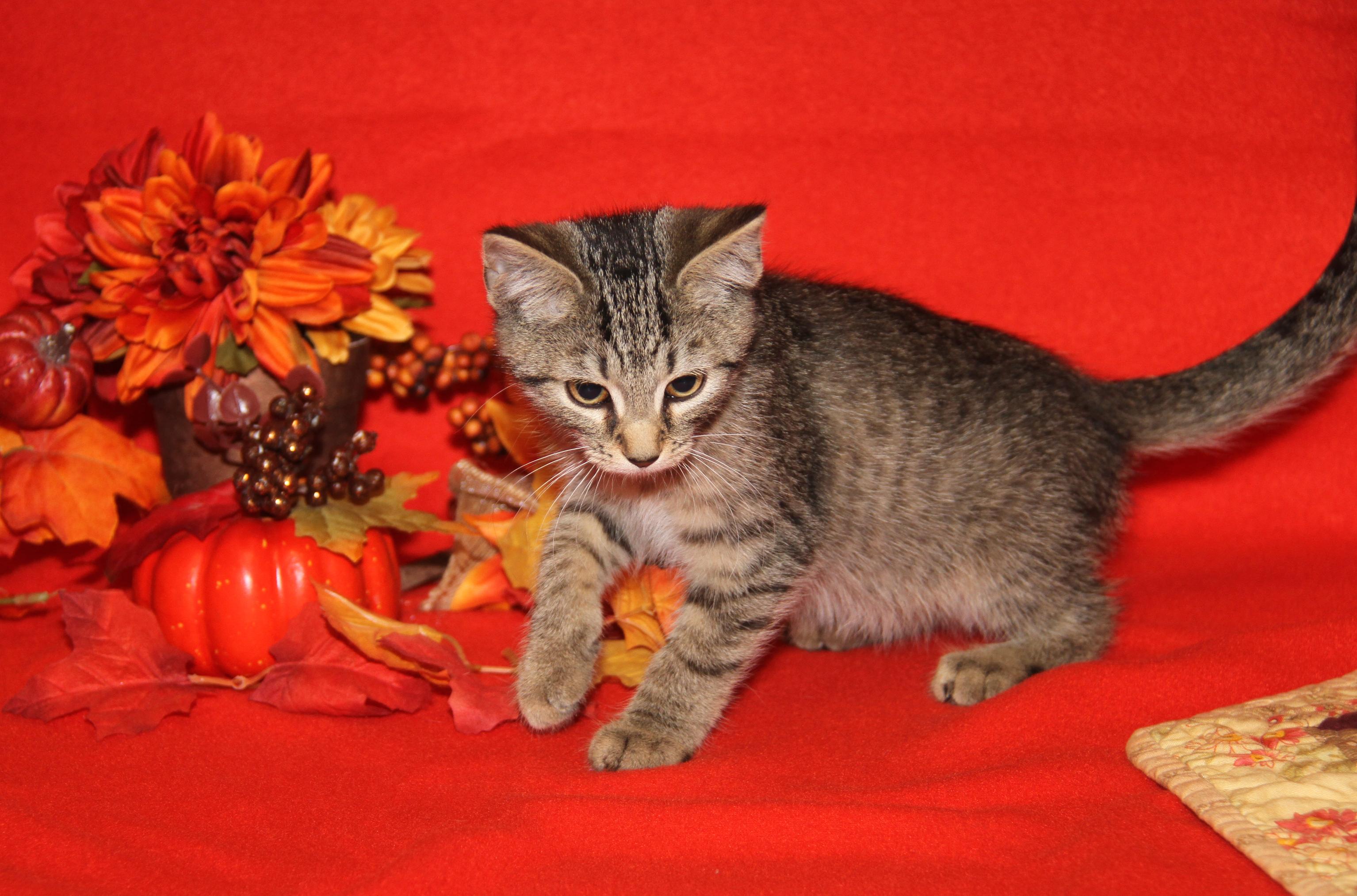 Funfetti (Cupcake's Kitten) (Photos 9/15/2025)