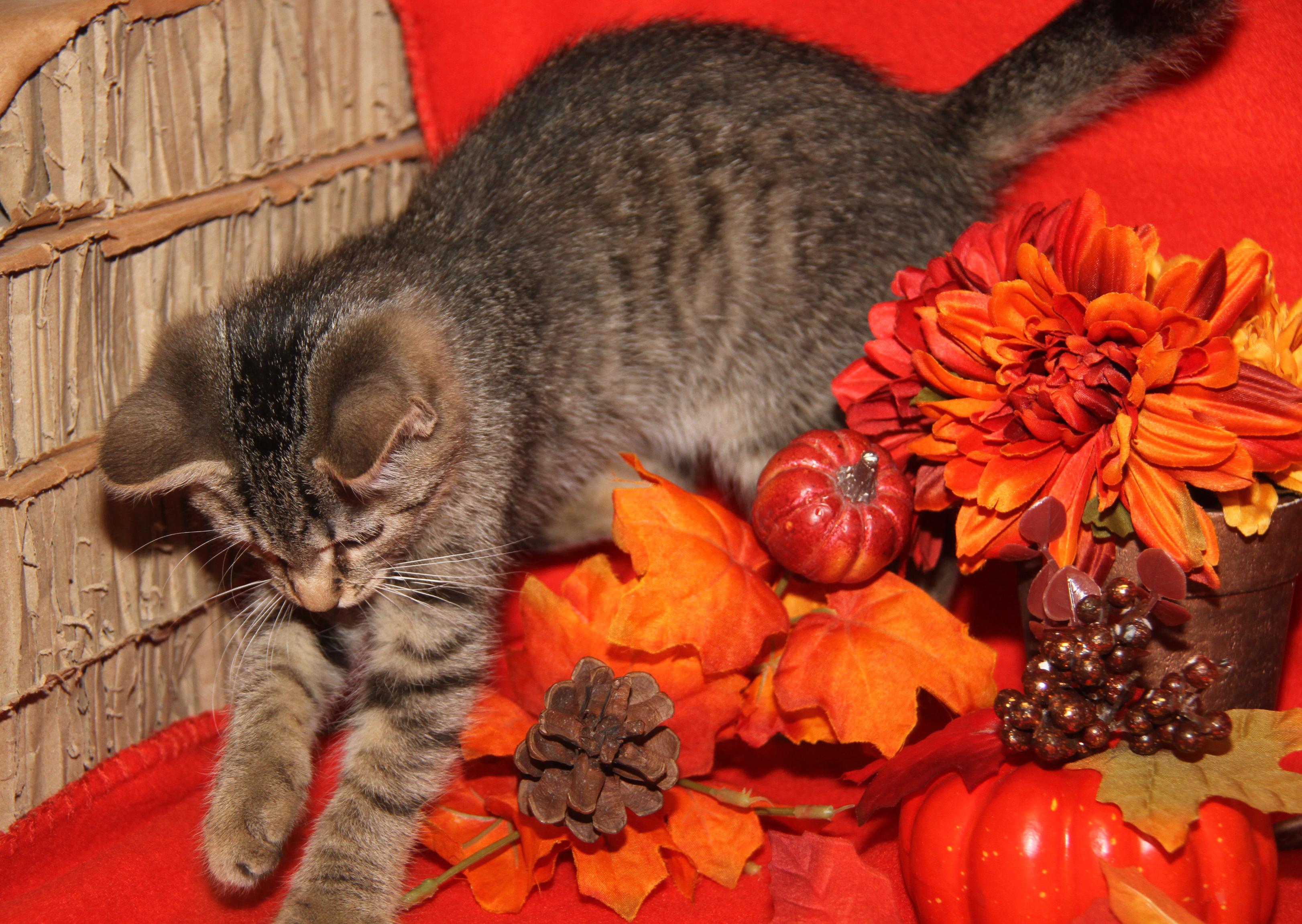 Funfetti (Cupcake's Kitten) (Photos 9/15/2025)